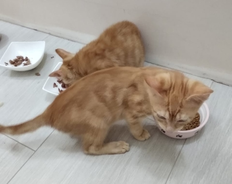 Six blackies and two redheads really need help - My, Moscow, Moscow region, Подмосковье, Vykhino, Kittens, Black cat, Help, Helping animals, The rescue, Animal Rescue, Homeless animals, In good hands, No rating, Longpost