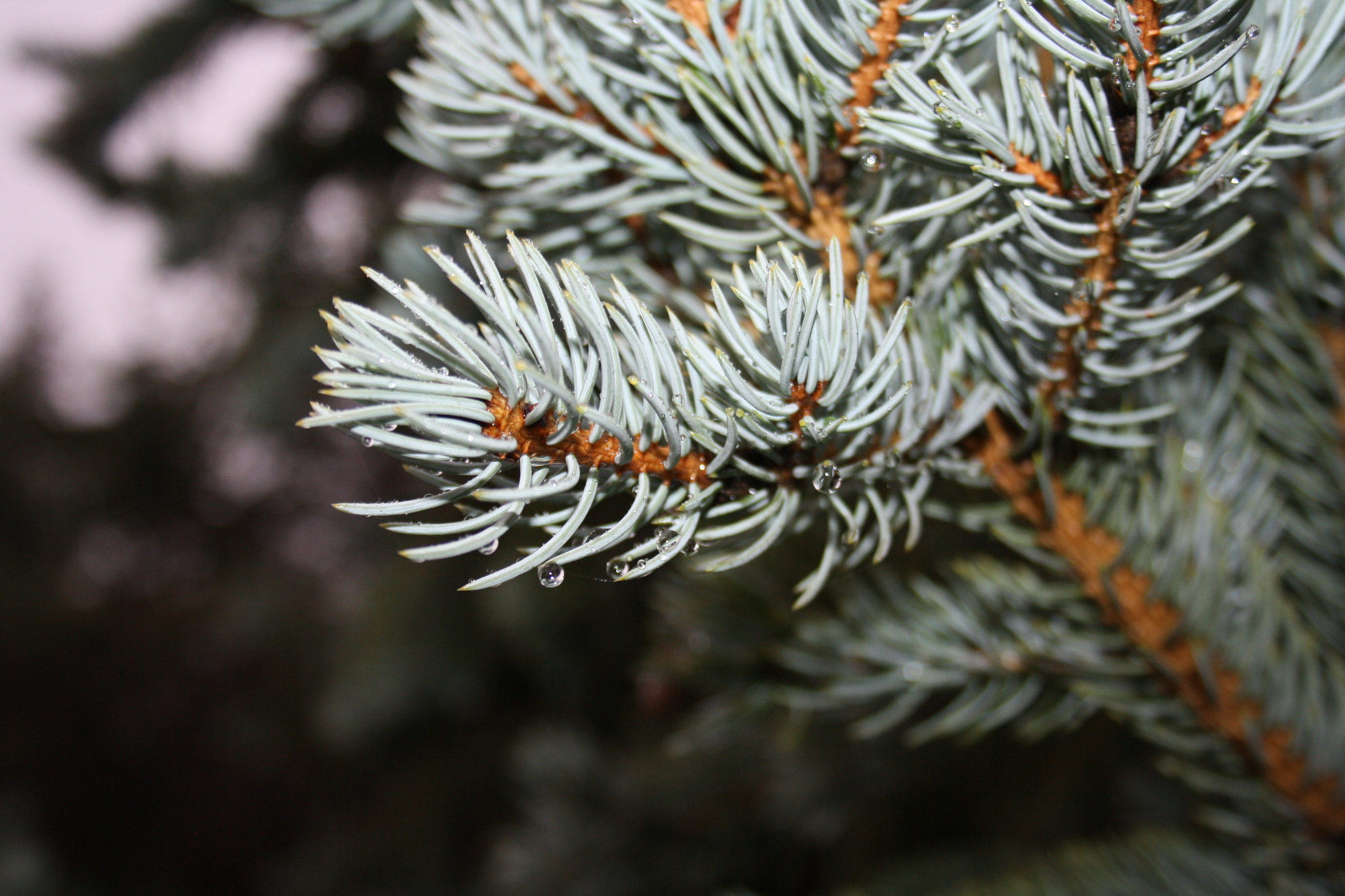 Urban autumn in macro format - My, Short post, Street photography, Autumn leaves, The park, The street, Evening, Longpost