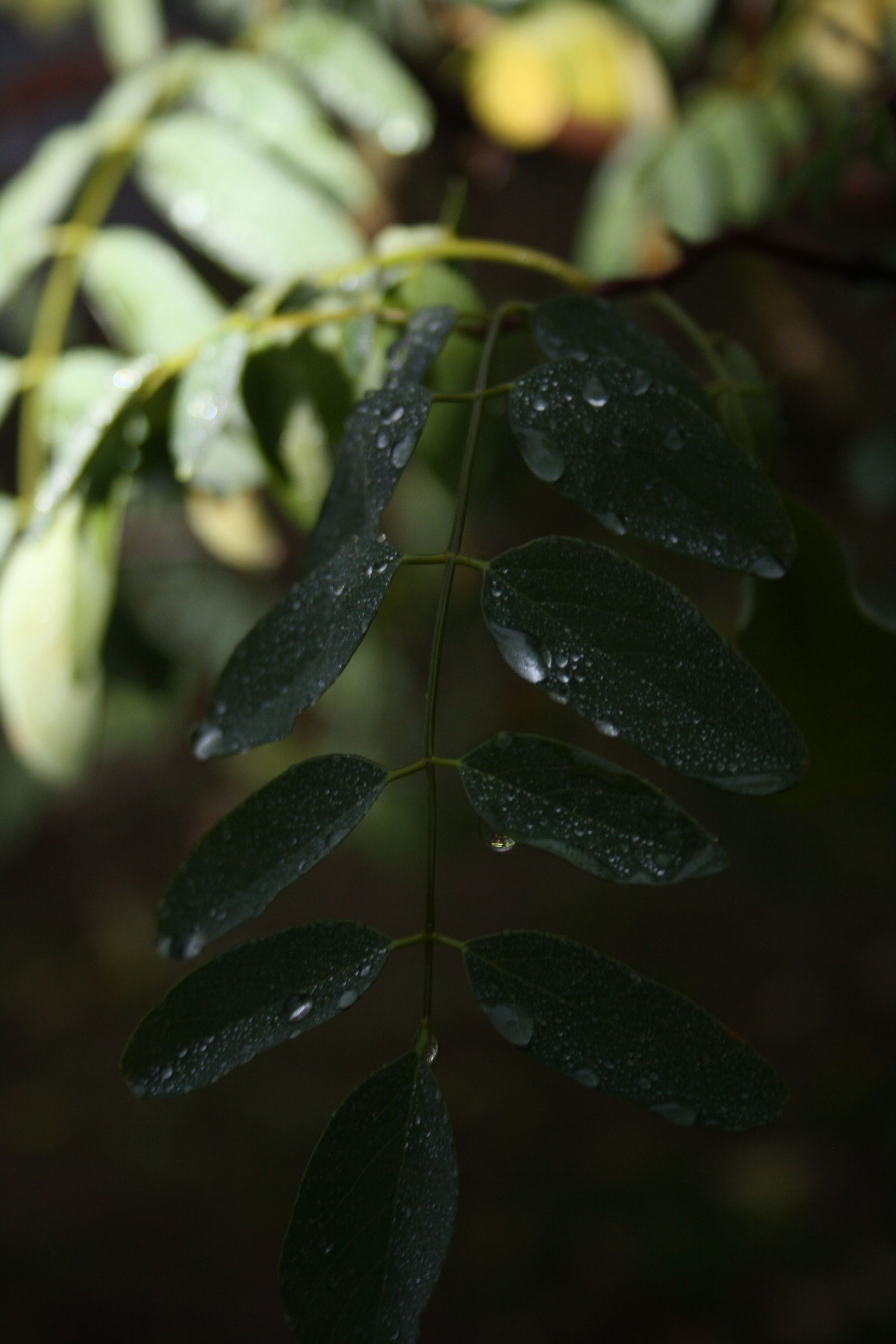 Urban autumn in macro format - My, Short post, Street photography, Autumn leaves, The park, The street, Evening, Longpost