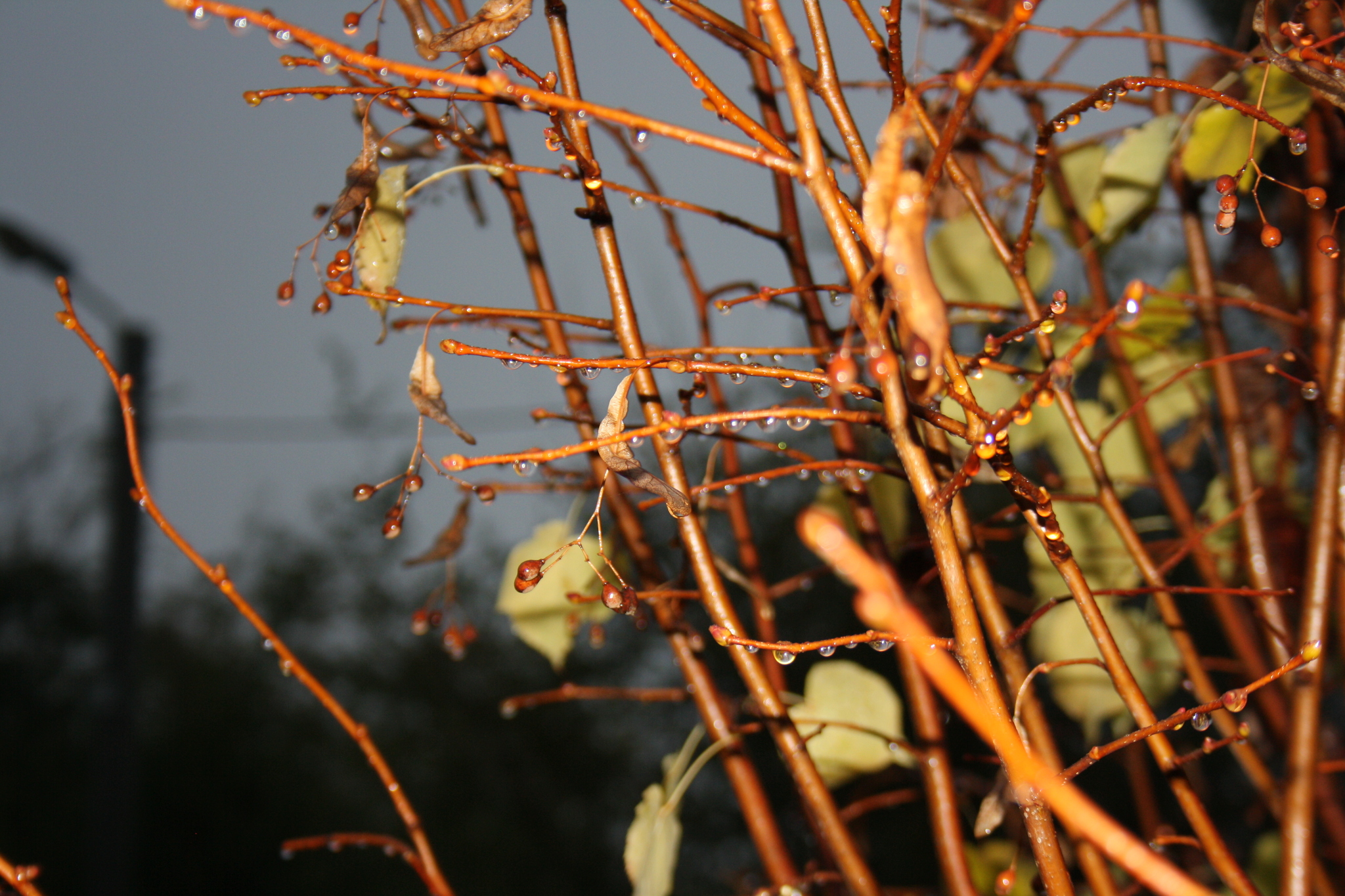 Urban autumn in macro format - My, Short post, Street photography, Autumn leaves, The park, The street, Evening, Longpost