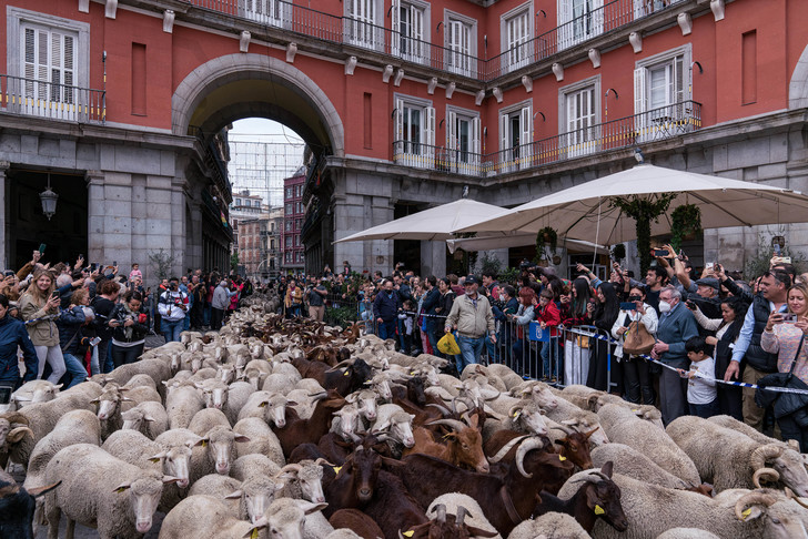 Sheep flooded the central streets of Madrid - Sheeps, Madrid, Spain, Ferry, The festival, The photo, Around the world, Longpost