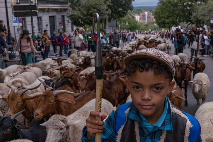 Sheep flooded the central streets of Madrid - Sheeps, Madrid, Spain, Ferry, The festival, The photo, Around the world, Longpost