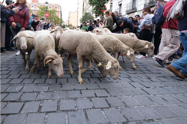 Sheep flooded the central streets of Madrid - Sheeps, Madrid, Spain, Ferry, The festival, The photo, Around the world, Longpost