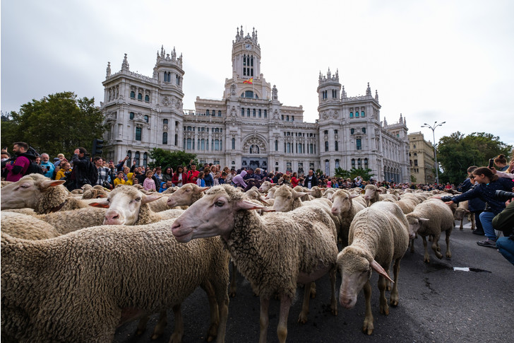 Sheep flooded the central streets of Madrid - Sheeps, Madrid, Spain, Ferry, The festival, The photo, Around the world, Longpost