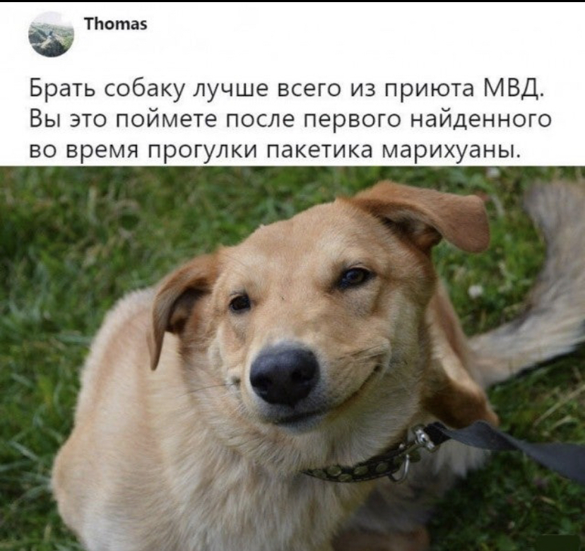 Ulybka dog - Dog, Picture with text, Repeat