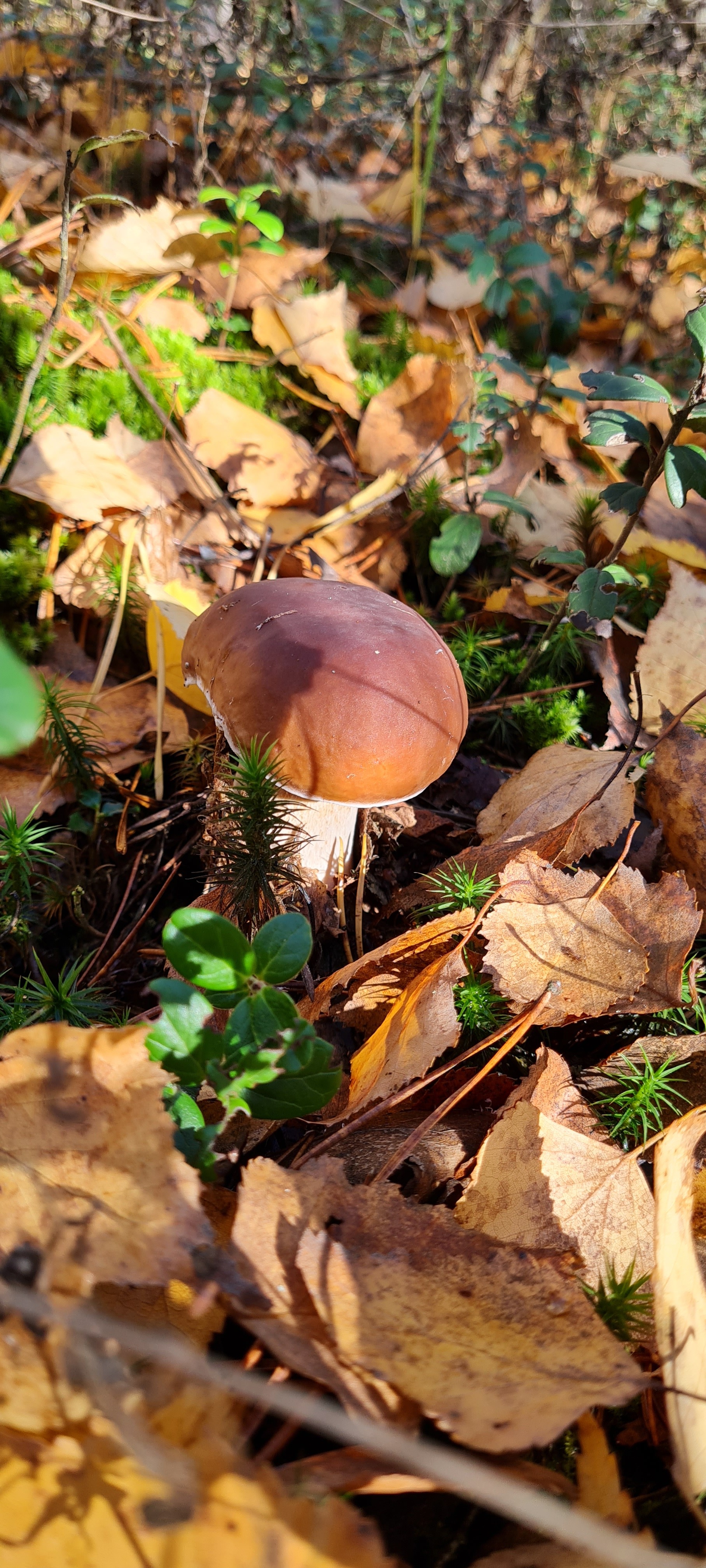 Went for a walk in the woods - My, Mushrooms, Forest, Longpost