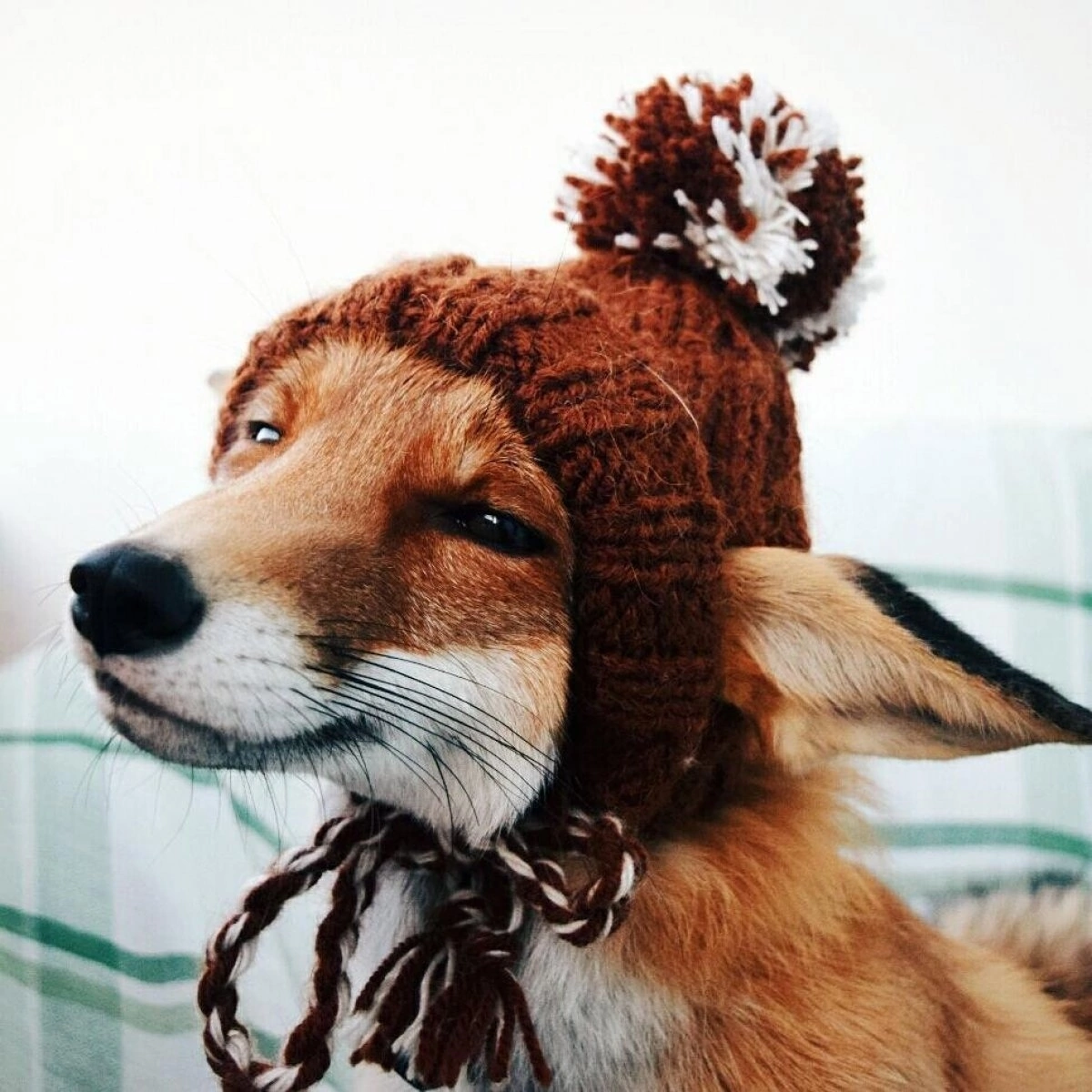 Dress warmly ^.^ - Animals, Fox, Milota, The photo