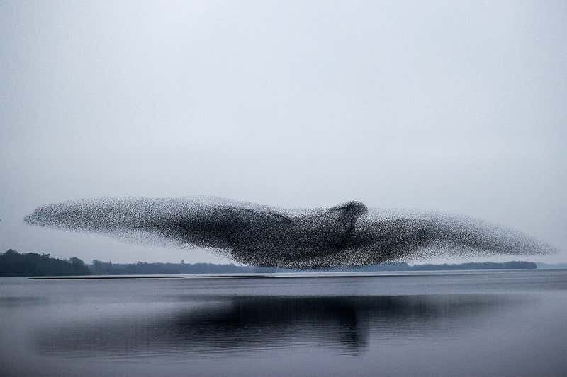 Birds lined up to bird - Video, Birds, Starling, Flock, Murmuratsiya, Natural phenomena