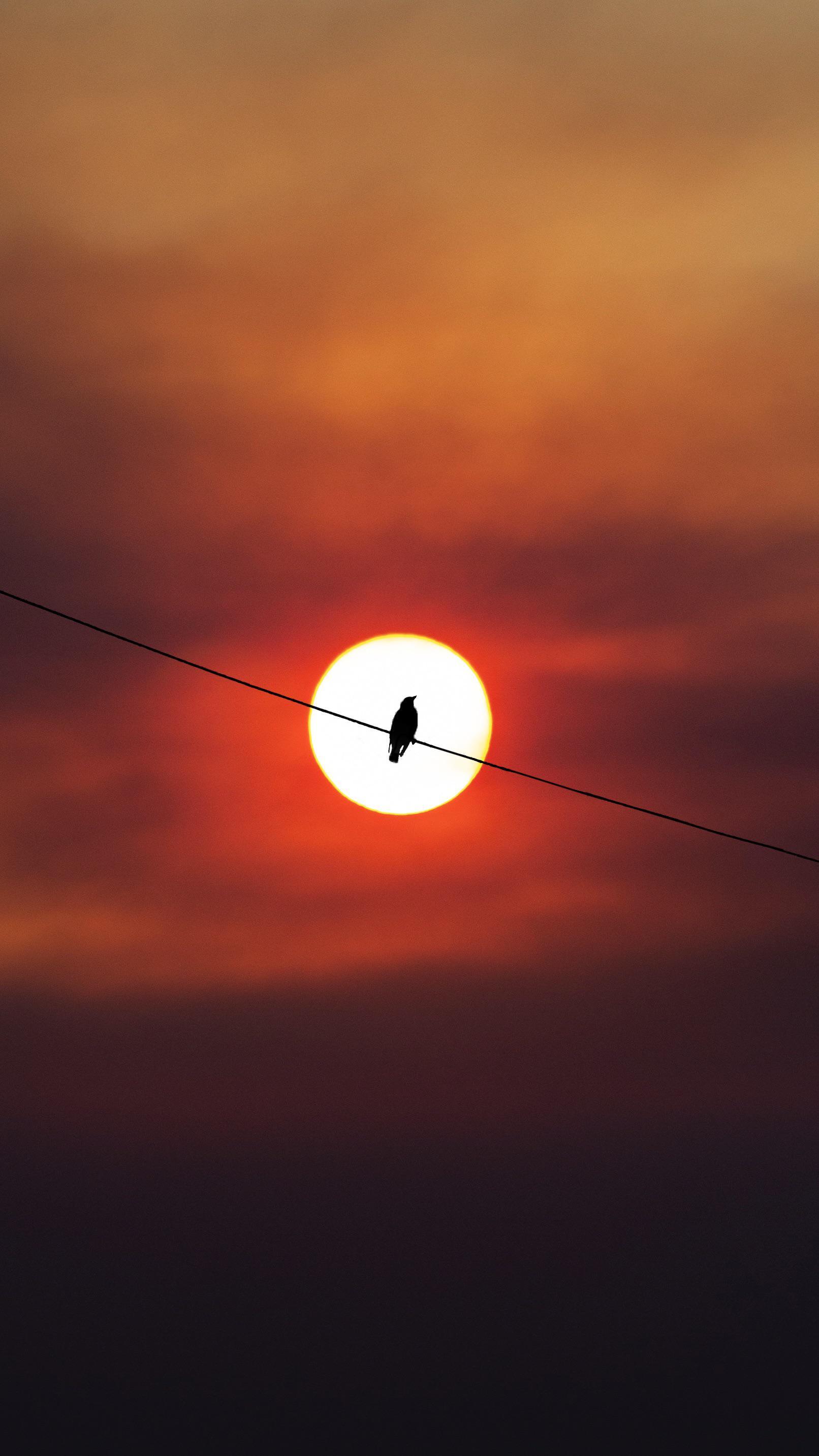 Looks like a finished logo - The photo, Birds, The sun, Sunset