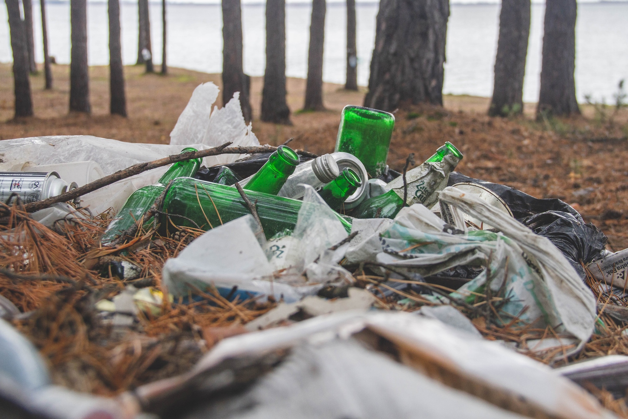 The beauty and pain of nature. Karakan, Ob ??reservoir, Novosibirsk - My, Forest, Ob Reservoir, Pine, Garbage, Longpost