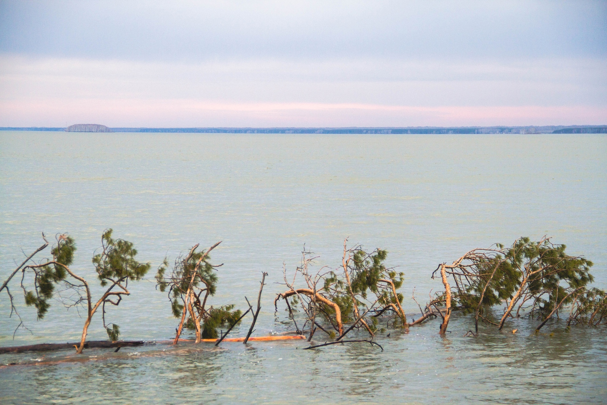 The beauty and pain of nature. Karakan, Ob ??reservoir, Novosibirsk - My, Forest, Ob Reservoir, Pine, Garbage, Longpost