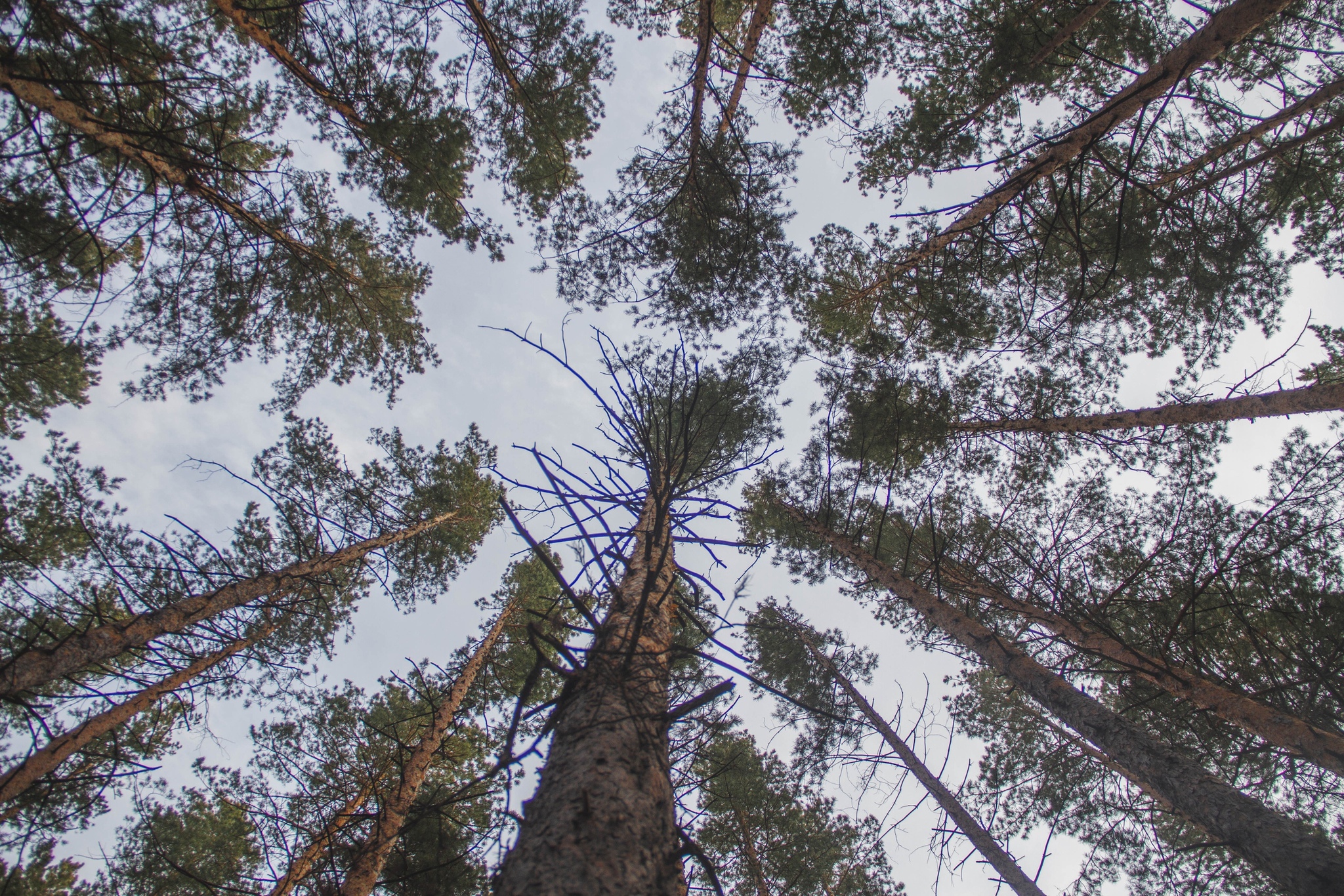 The beauty and pain of nature. Karakan, Ob ??reservoir, Novosibirsk - My, Forest, Ob Reservoir, Pine, Garbage, Longpost