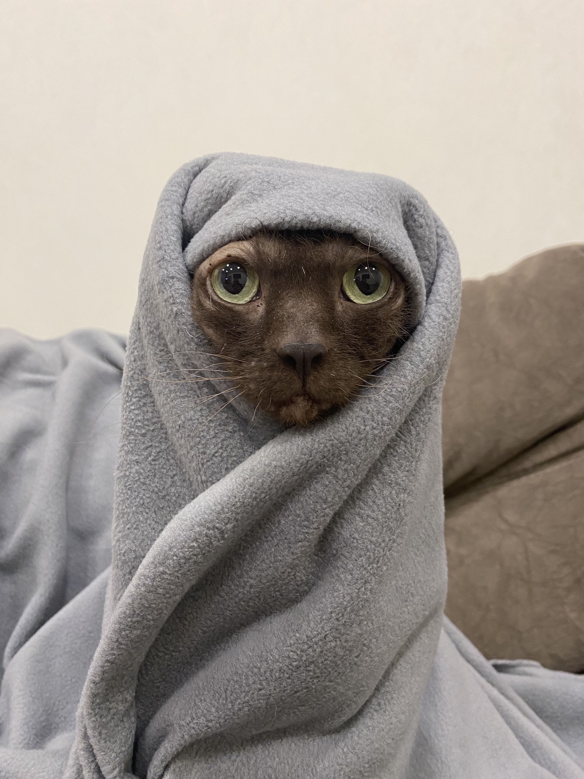 About the cold... - My, Pets, cat, Sphinx, Paws