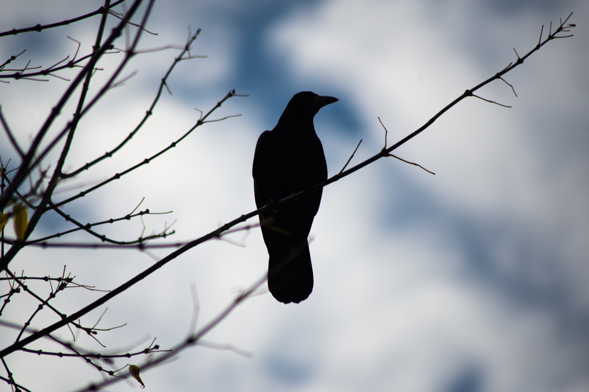 Rook - My, Rook, Birds, Saratov, The photo, Nikon, Nikon d600, Lightroom mobile