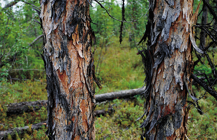 Fires and ashes in the Siberian taiga - Research, Ecology, The science, Forest, Forest fires, Longpost