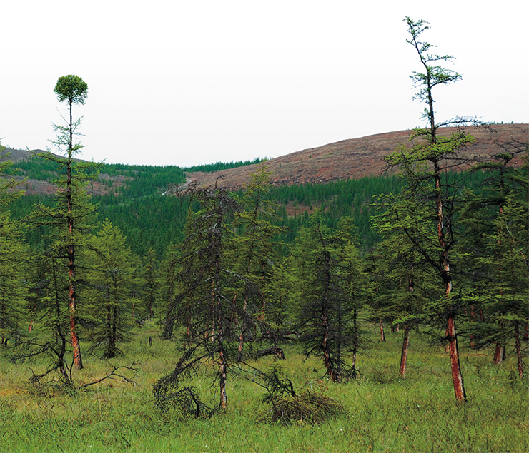 Fires and ashes in the Siberian taiga - Research, Ecology, The science, Forest, Forest fires, Longpost