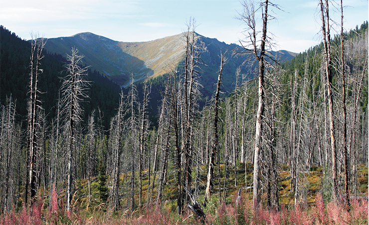 Fires and ashes in the Siberian taiga - Research, Ecology, The science, Forest, Forest fires, Longpost