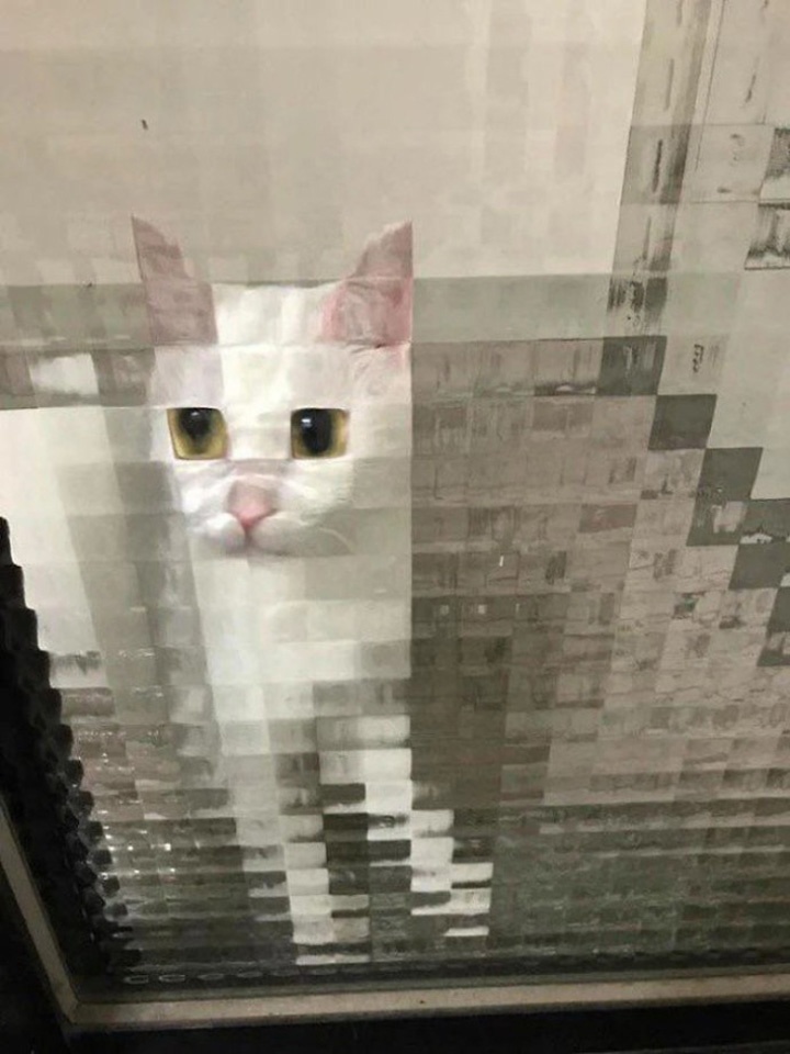 Low resolution cats - cat, Memes, Longpost