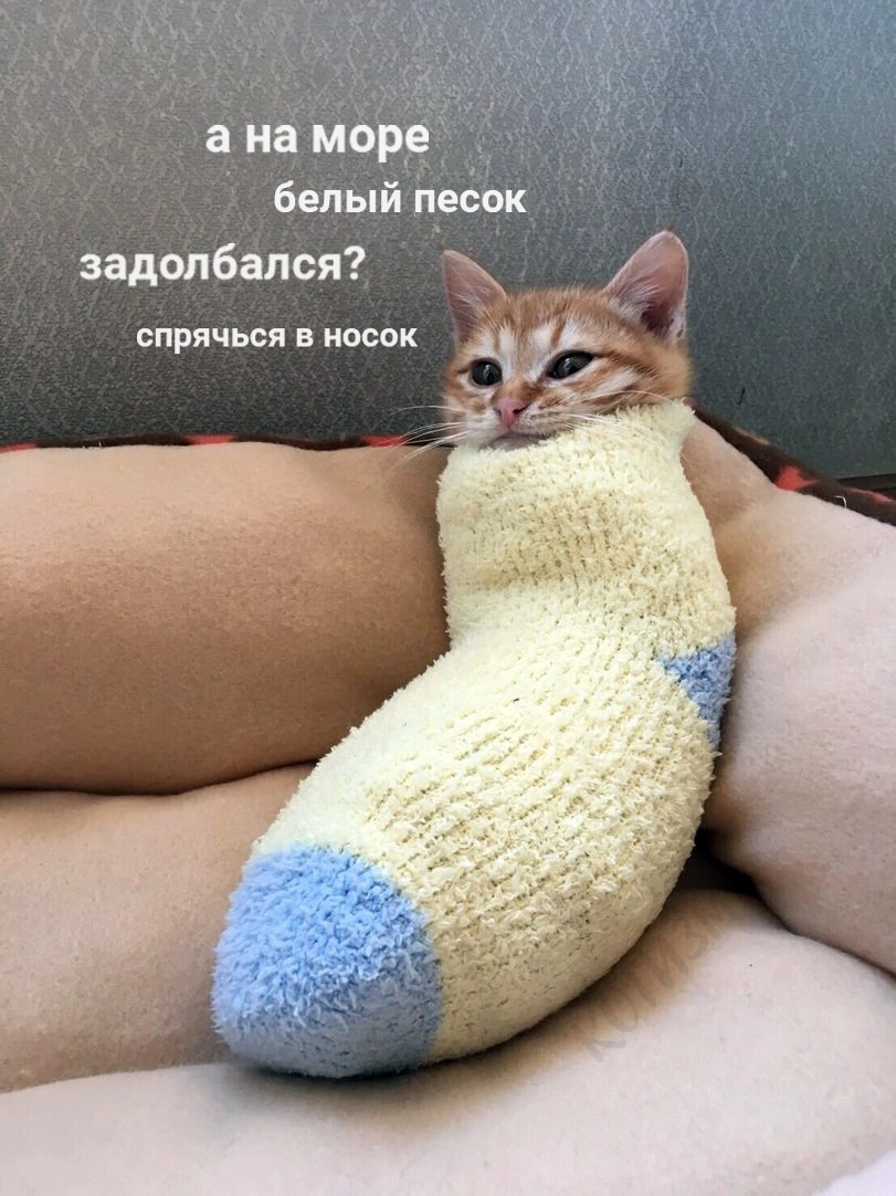 I would like a sock - cat, Socks, Cosiness, Picture with text