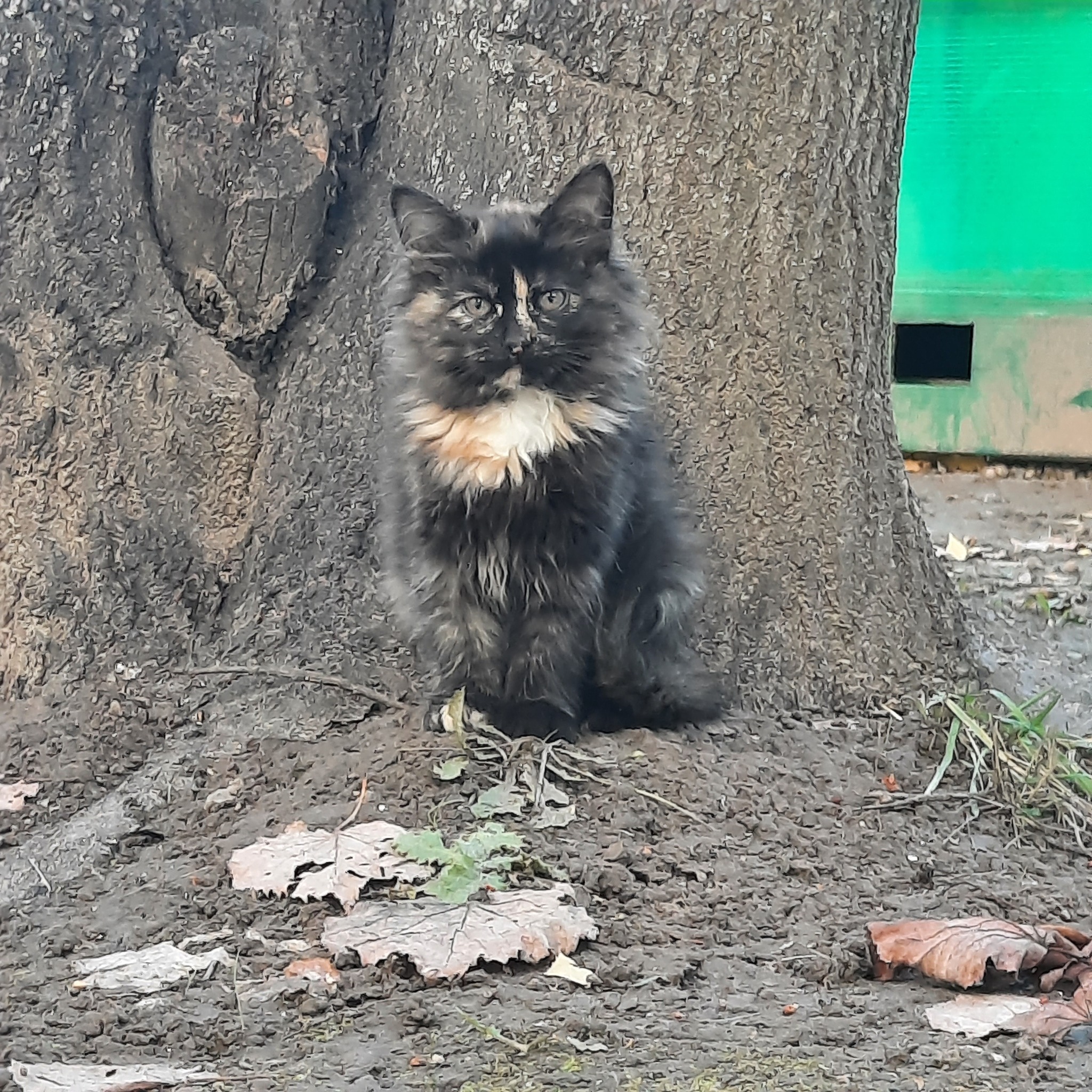 Бутово. Котята замерзают под верандой. Нужен дом8909 001 6668 5 штук - Без рейтинга, Бездомные животные, Животные, Волонтерство, Помощь, Кот, Рыжие, Трехцветная кошка, Длиннопост, Бутово