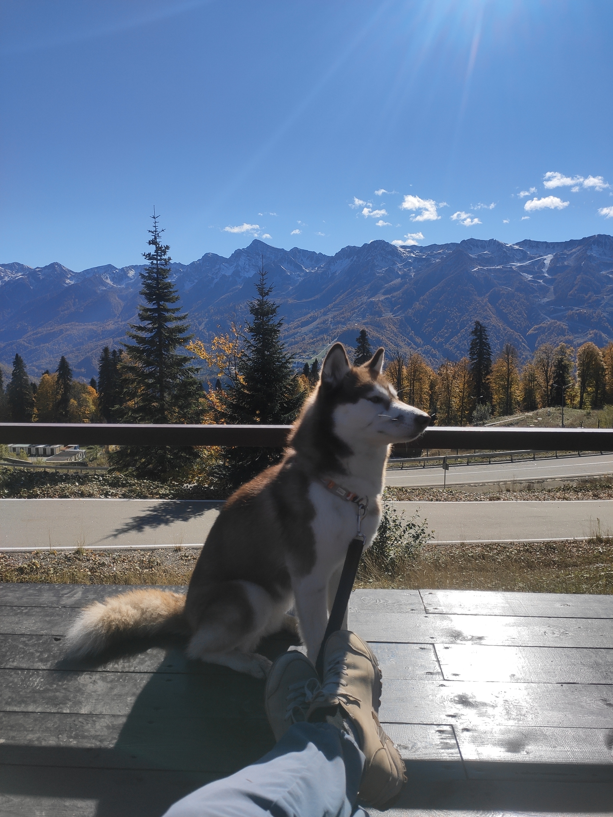 View of the Caucasus Range from Laura Glacier - My, Travels, Husky, The mountains, Tourism, Dog, Travel across Russia