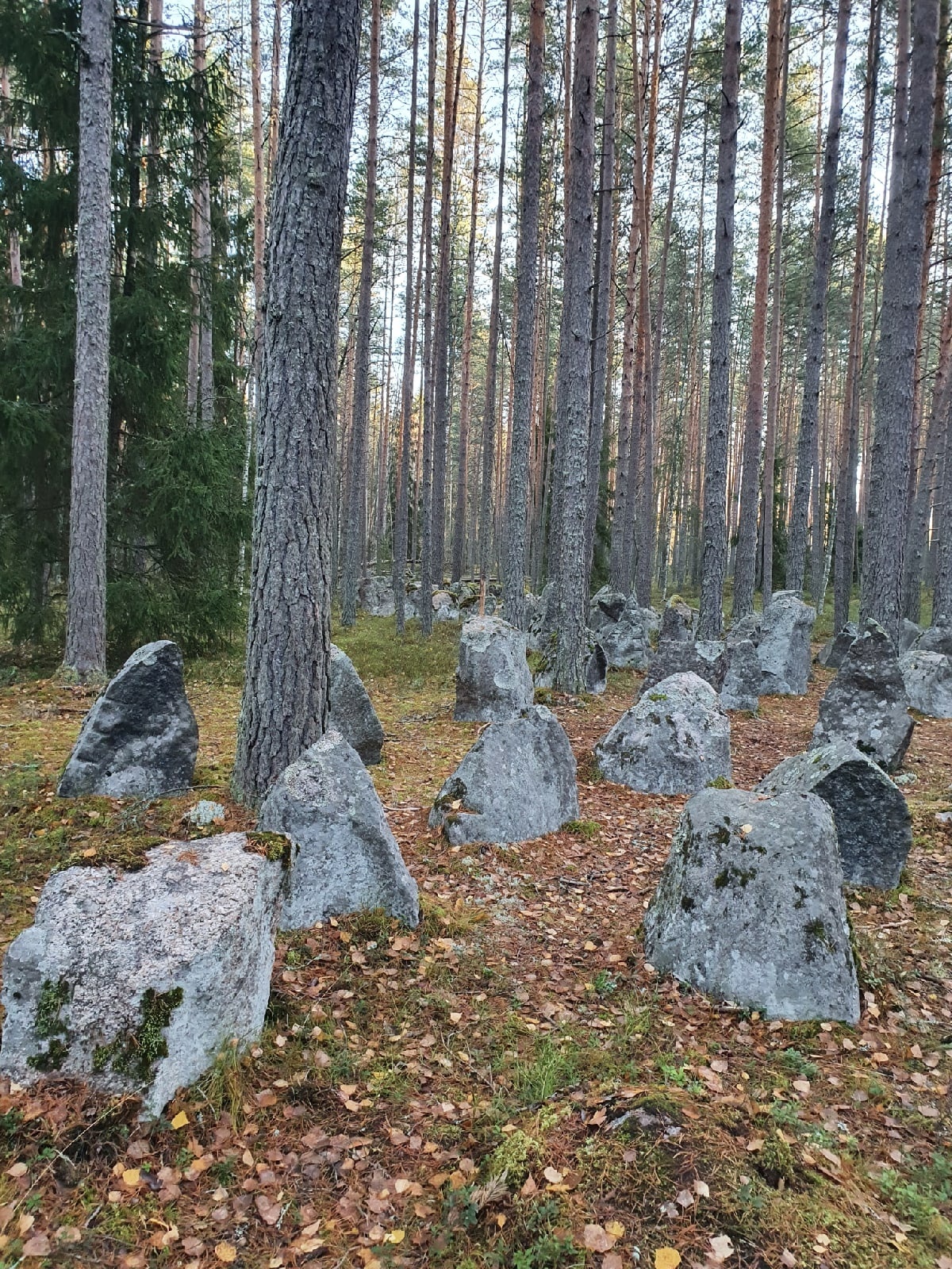 Заказник Раковые озёра, веломаршрут лен. область - Моё, Велопрогулка, Ленинградская область, Санкт-Петербург, Болото, Птицы, Орнитология, Вид, Фотография, Туризм, Длиннопост, Россия