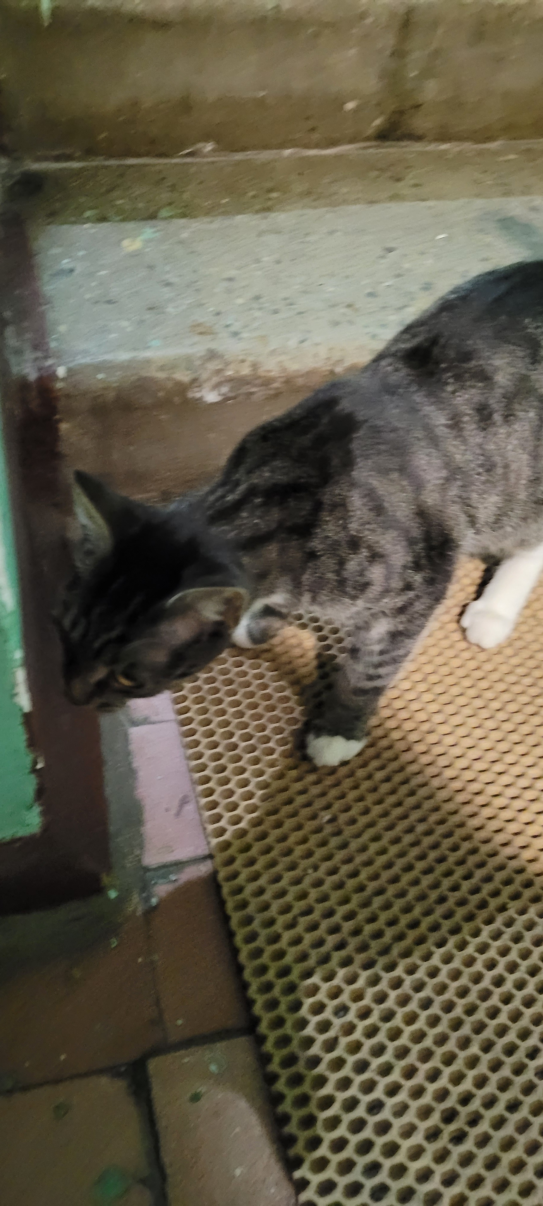 Lost? - cat, Lost, Within Zhukovsky, Zhukovsky, No rating, Longpost, Found a cat