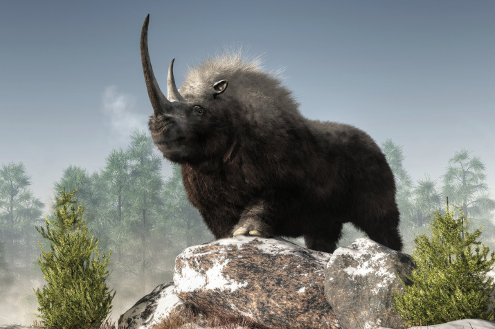 Lukerya from the ice age - Woolly rhinoceros, Penza, Russian Geographical Society, Rhinoceros, Prehistoric animals, Extinct species, ice Age, Pleistocene, Scientists, Find, Copy-paste, Longpost