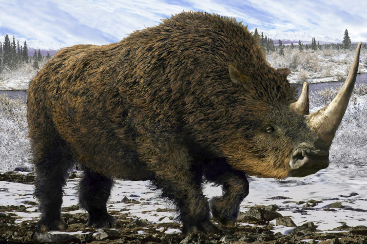 Lukerya from the ice age - Woolly rhinoceros, Penza, Russian Geographical Society, Rhinoceros, Prehistoric animals, Extinct species, ice Age, Pleistocene, Scientists, Find, Copy-paste, Longpost