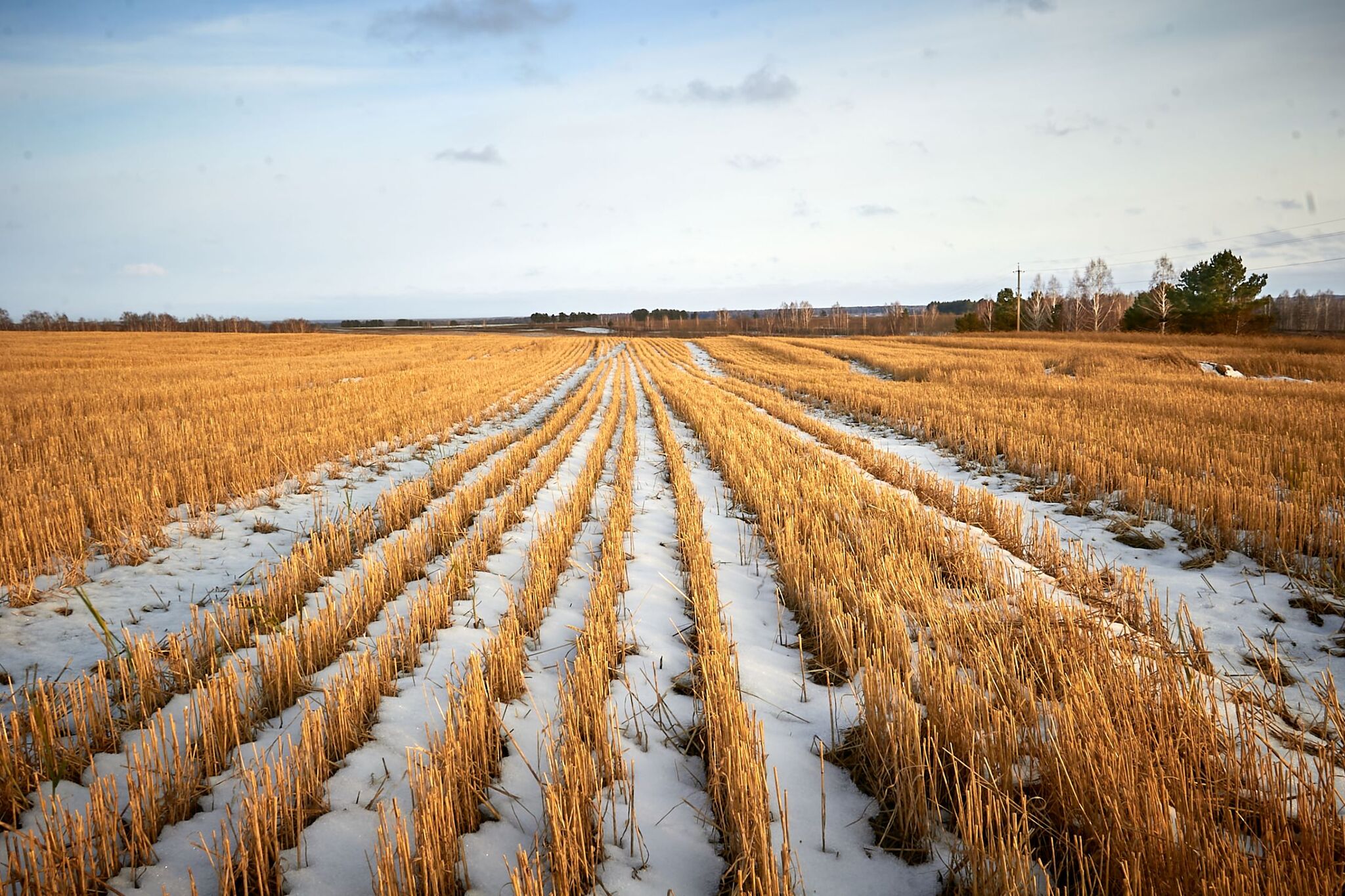 Русское поле | Пикабу