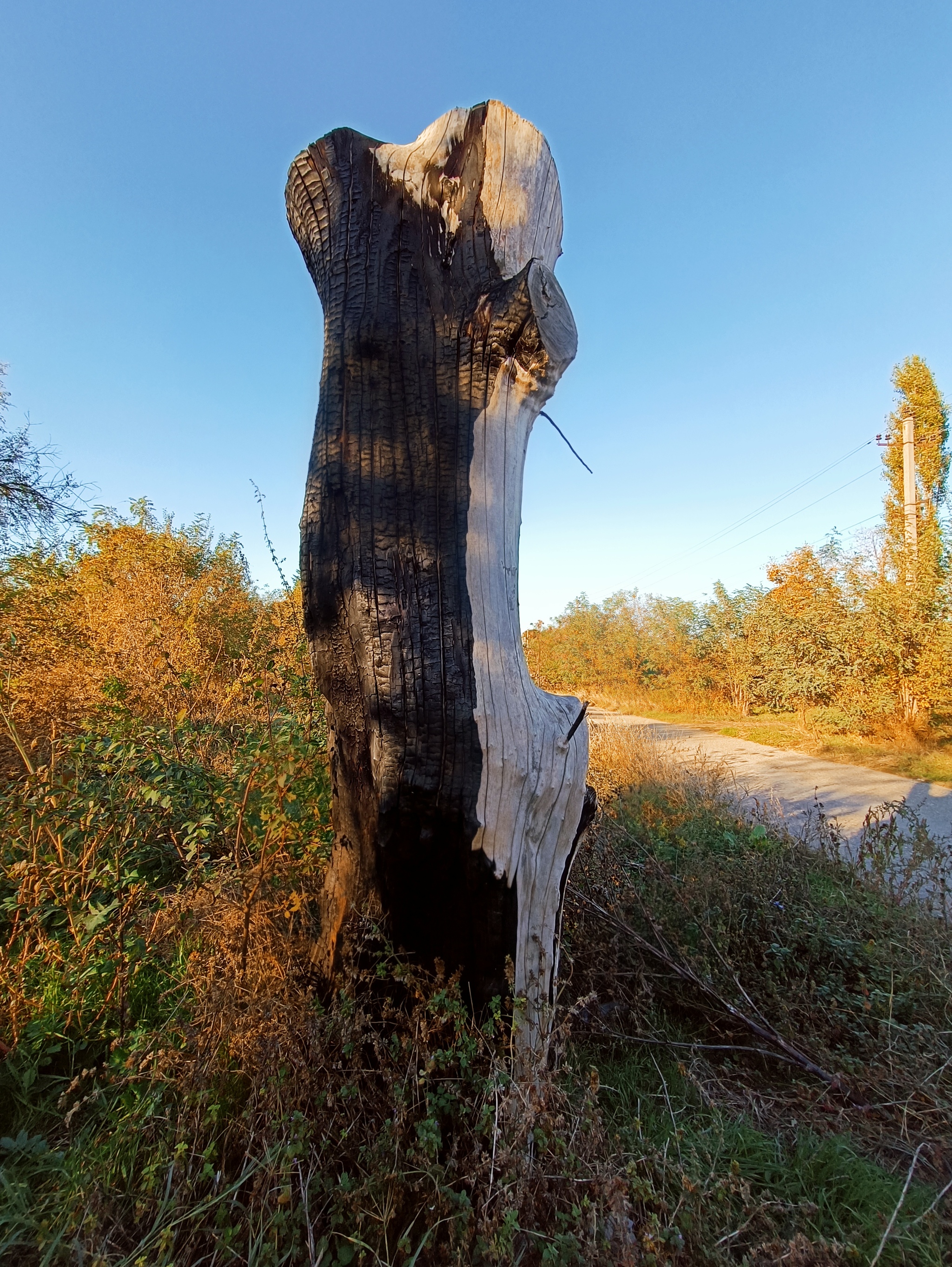 Lightning struck a tree and it remained beautiful - My, Nature, Lightning, Tree, Longpost