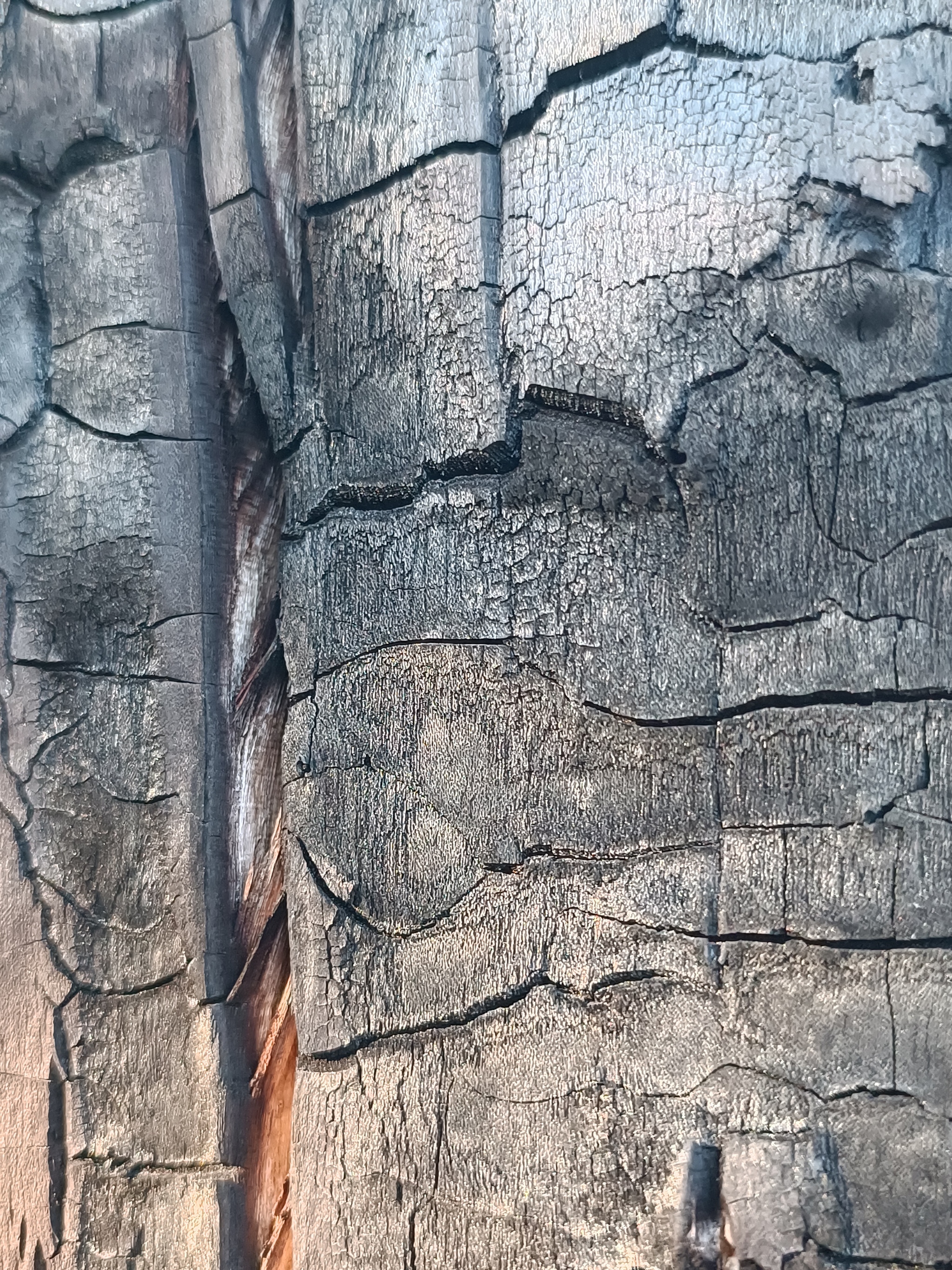 Lightning struck a tree and it remained beautiful - My, Nature, Lightning, Tree, Longpost