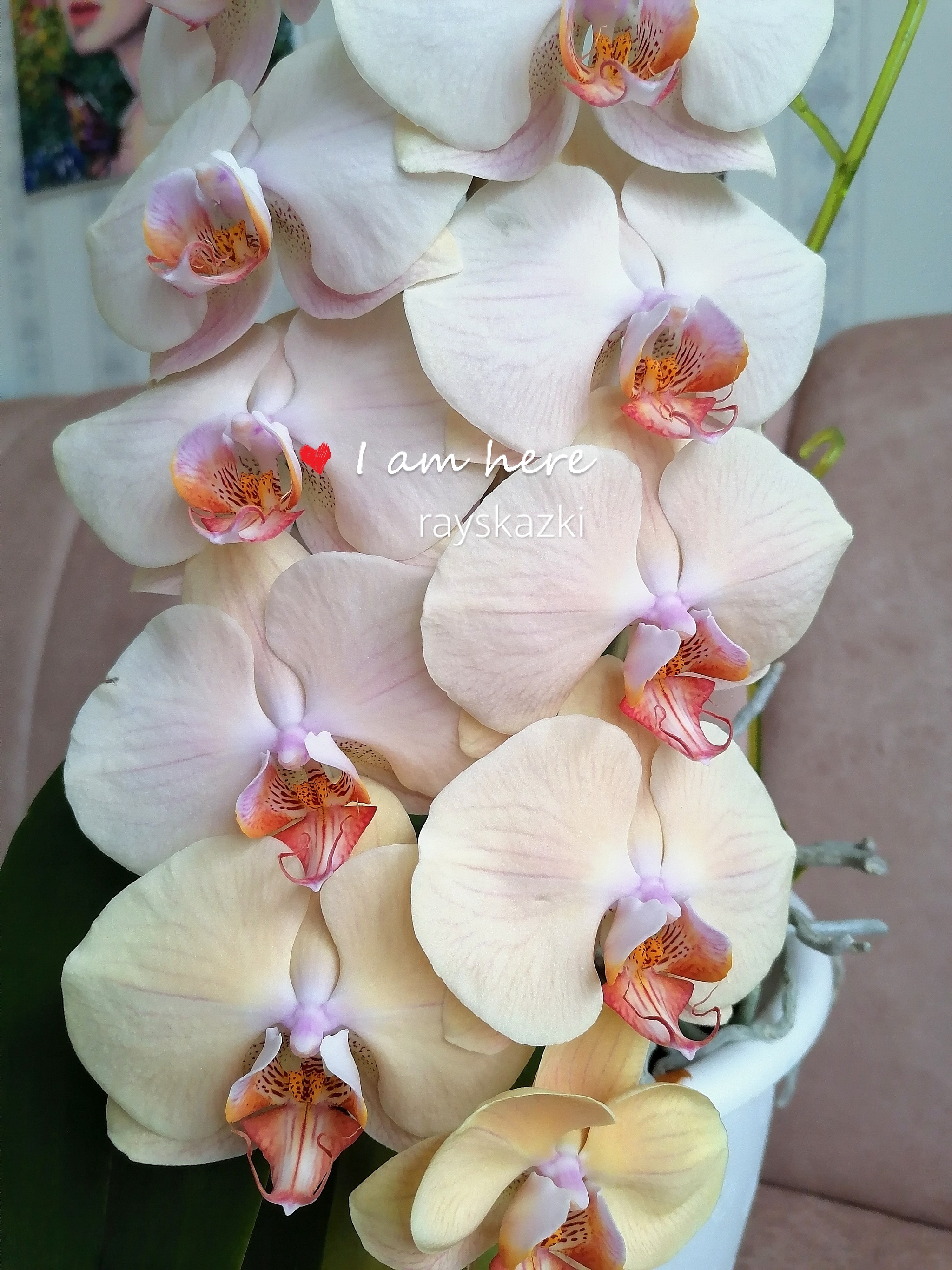 Marmalade - Houseplants, Phalaenopsis, Orchids, Longpost