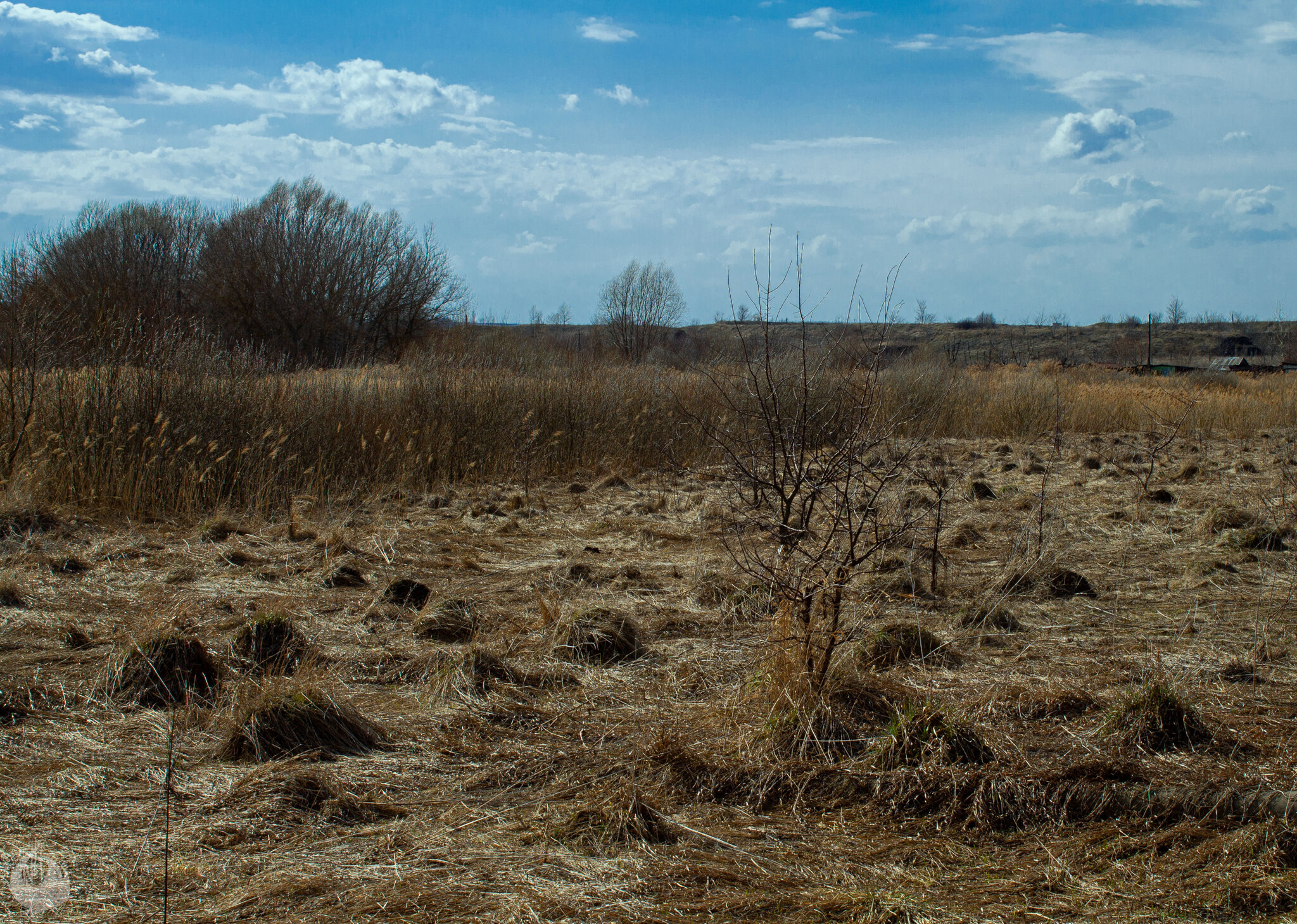 Spring swamp, Ryazan region - My, Swamp, Ryazan Oblast, Skopin, The nature of Russia, Spring, Stream, Outskirts, Reed, Longpost