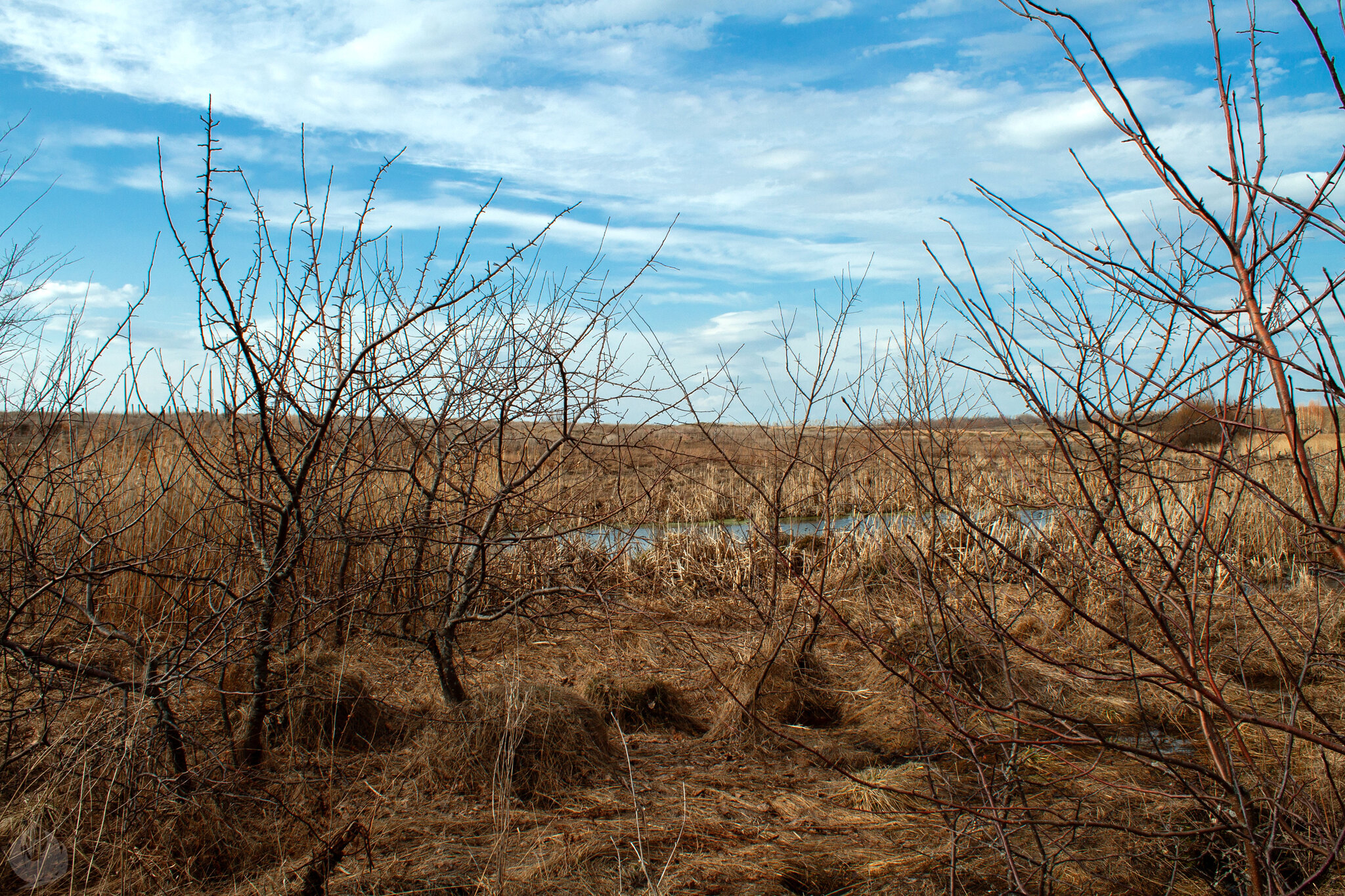 Spring swamp, Ryazan region - My, Swamp, Ryazan Oblast, Skopin, The nature of Russia, Spring, Stream, Outskirts, Reed, Longpost