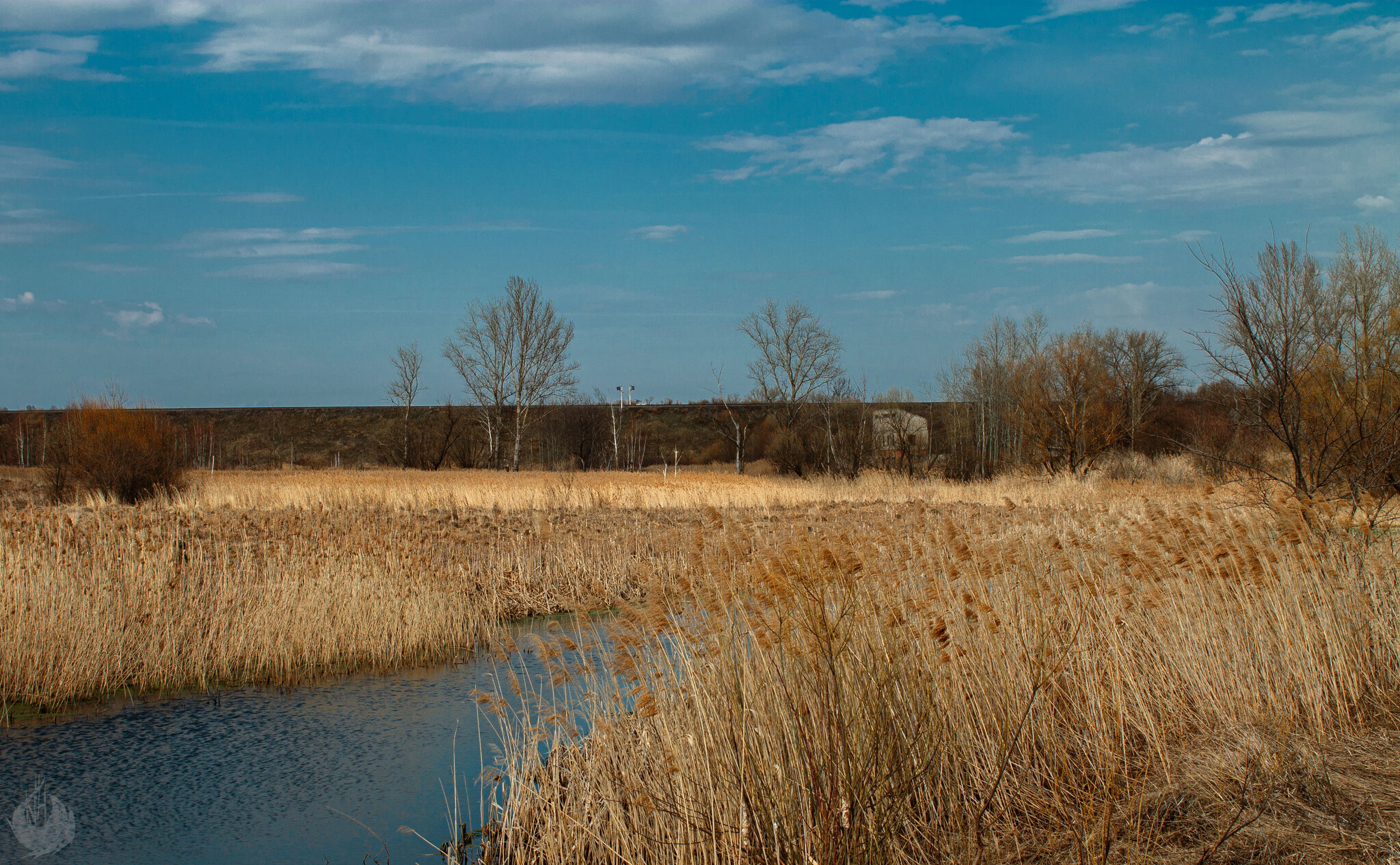 Spring swamp, Ryazan region - My, Swamp, Ryazan Oblast, Skopin, The nature of Russia, Spring, Stream, Outskirts, Reed, Longpost