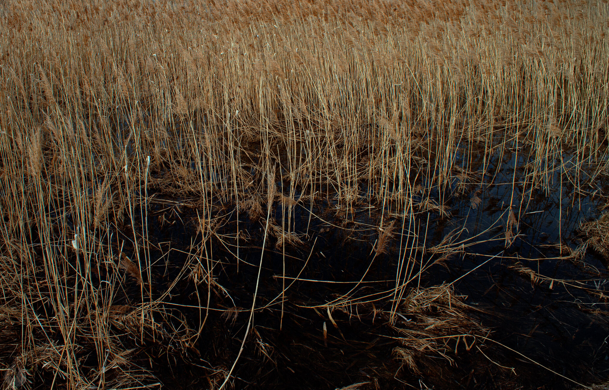 Spring swamp, Ryazan region - My, Swamp, Ryazan Oblast, Skopin, The nature of Russia, Spring, Stream, Outskirts, Reed, Longpost