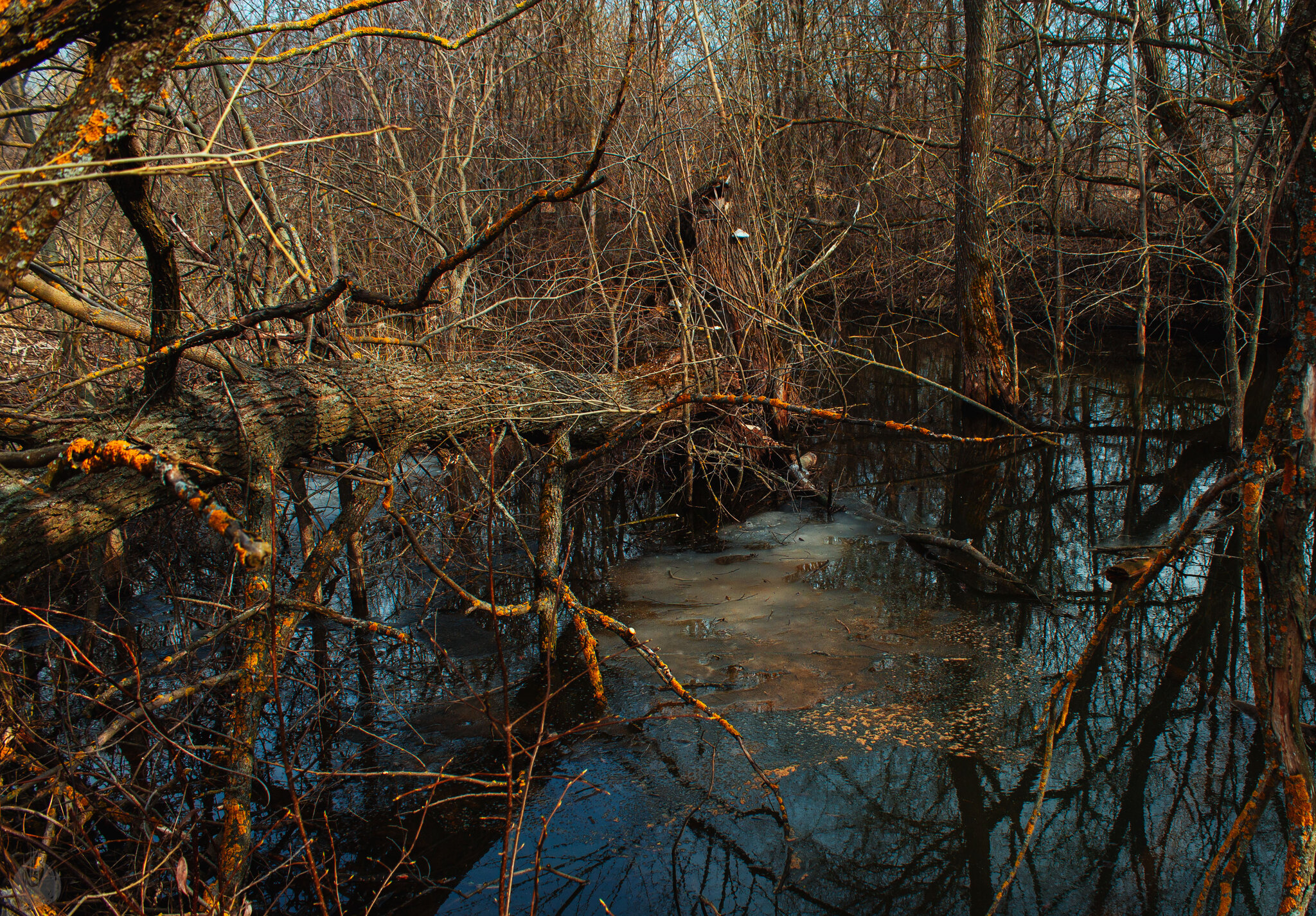 Spring swamp, Ryazan region - My, Swamp, Ryazan Oblast, Skopin, The nature of Russia, Spring, Stream, Outskirts, Reed, Longpost