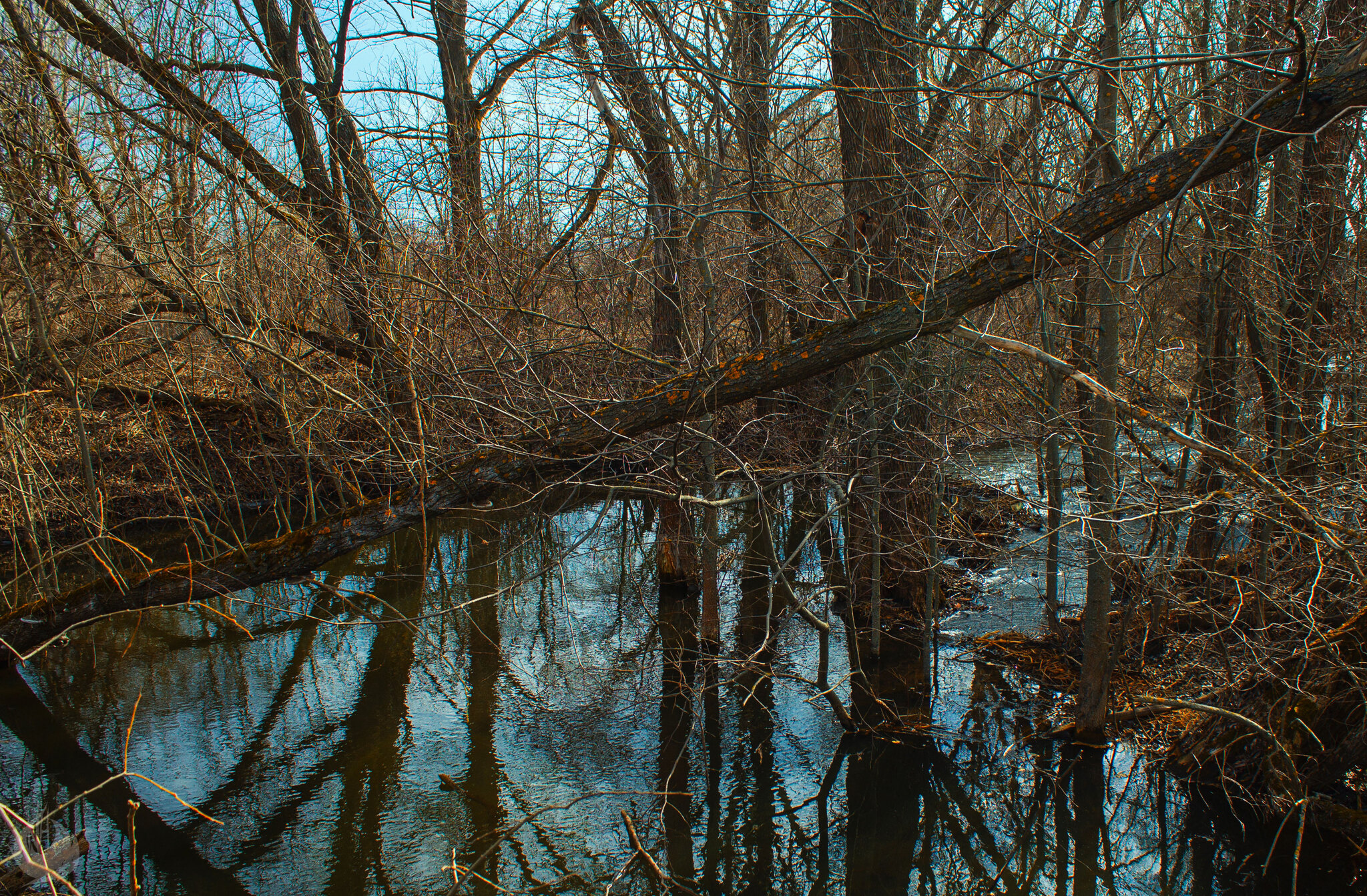 Spring swamp, Ryazan region - My, Swamp, Ryazan Oblast, Skopin, The nature of Russia, Spring, Stream, Outskirts, Reed, Longpost