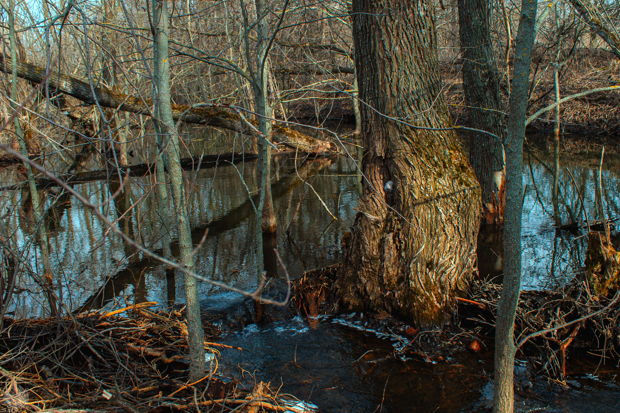 Spring swamp, Ryazan region - My, Swamp, Ryazan Oblast, Skopin, The nature of Russia, Spring, Stream, Outskirts, Reed, Longpost