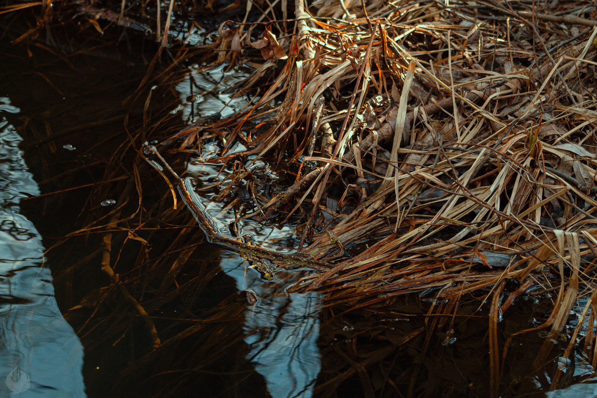 Spring swamp, Ryazan region - My, Swamp, Ryazan Oblast, Skopin, The nature of Russia, Spring, Stream, Outskirts, Reed, Longpost