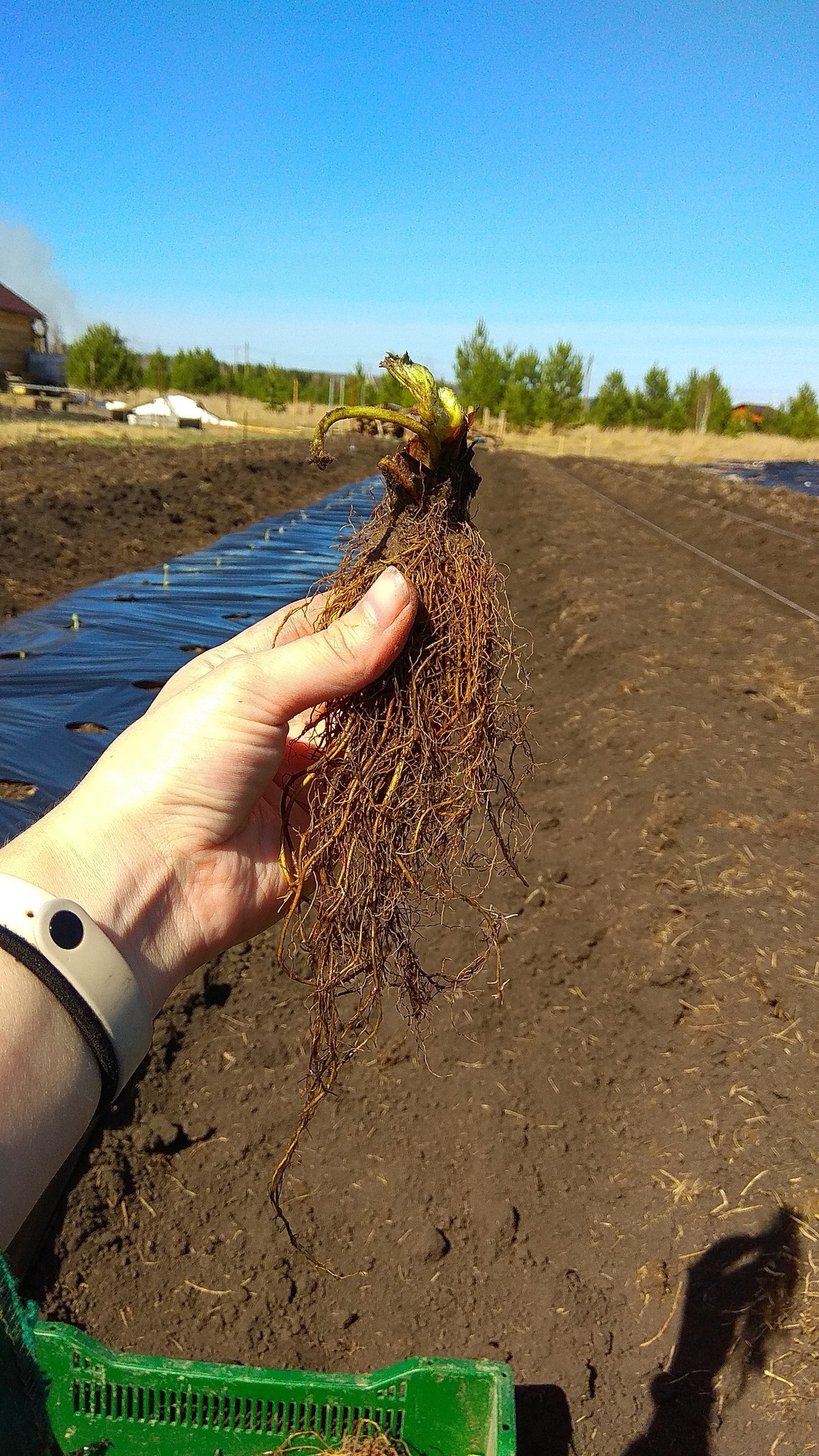 Strawberry. Part 2. Seedling - My, Gardening, Strawberry, Seedling, Farming, cat, Strawberry (plant), Watering, Krasnoyarsk region, Garden, Longpost, Dacha