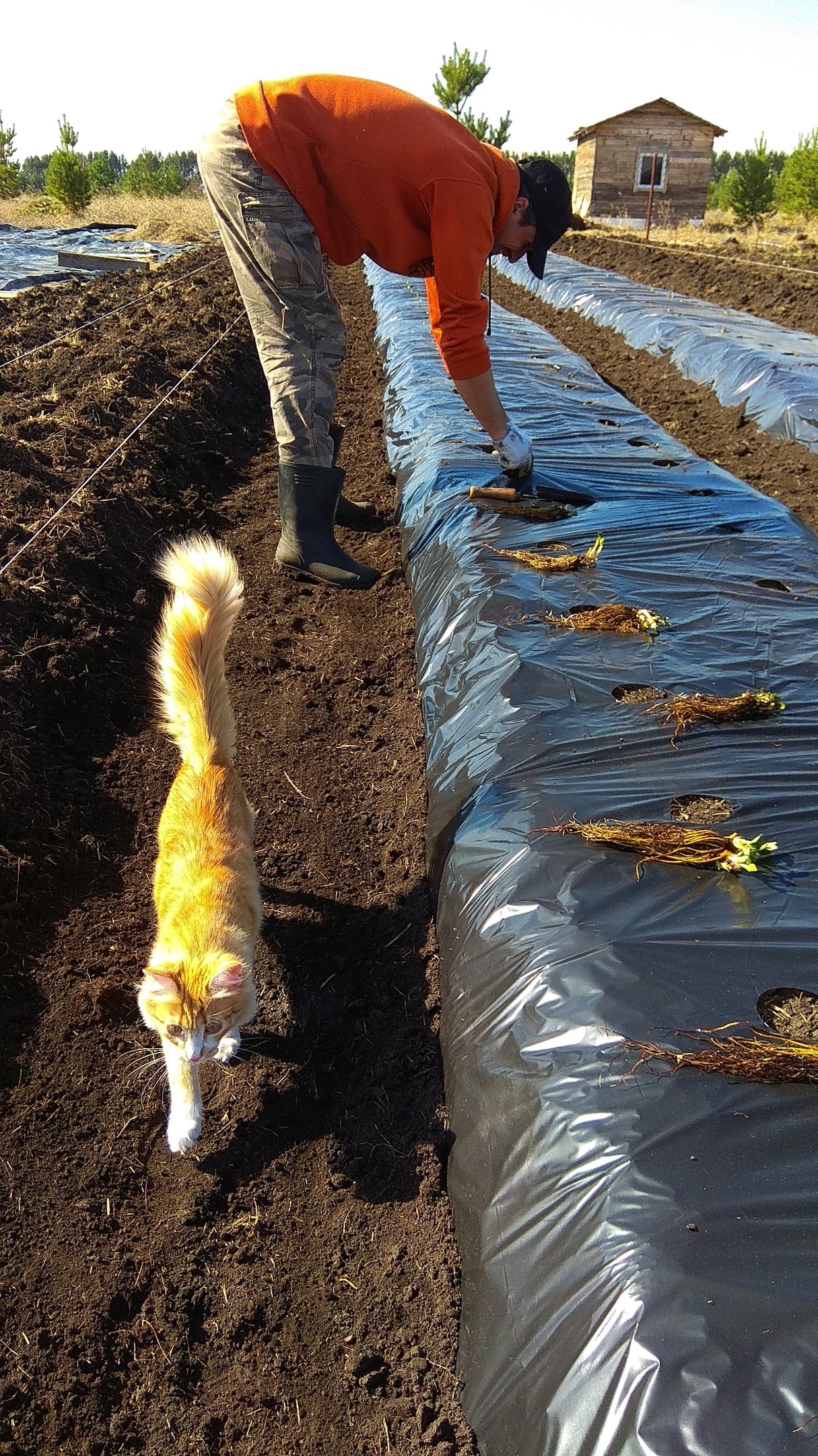 Strawberry. Part 2. Seedling - My, Gardening, Strawberry, Seedling, Farming, cat, Strawberry (plant), Watering, Krasnoyarsk region, Garden, Longpost, Dacha