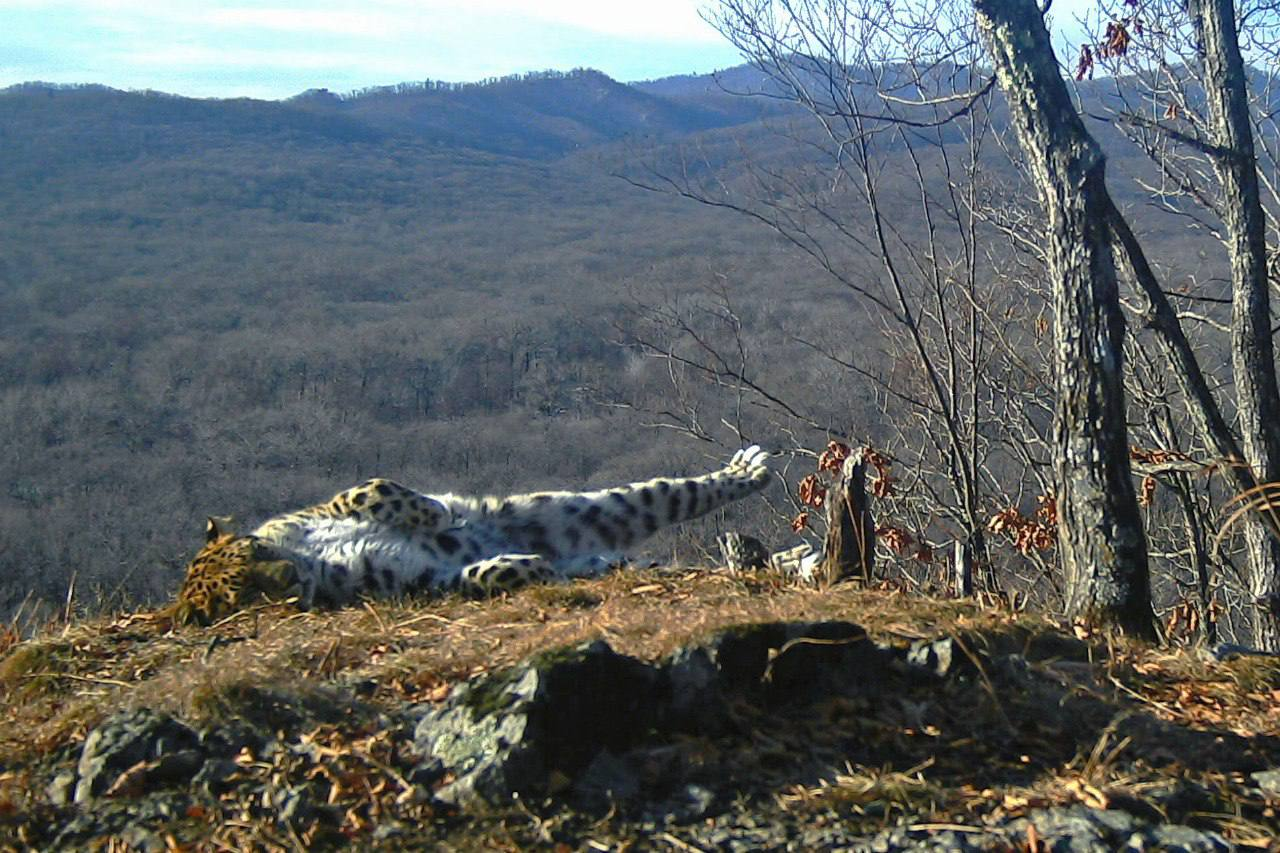 The life of an academician is wonderful - Far Eastern leopard, beauty, National park, Leopard, Academician, wildlife, Wild animals, Big cats, Cat family, Predatory animals, Phototrap, The photo, Longpost