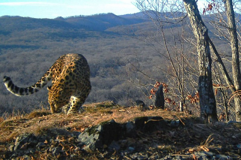 The life of an academician is wonderful - Far Eastern leopard, beauty, National park, Leopard, Academician, wildlife, Wild animals, Big cats, Cat family, Predatory animals, Phototrap, The photo, Longpost