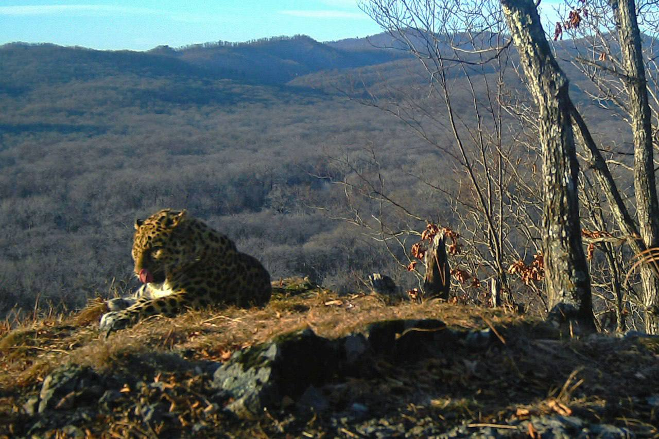 The life of an academician is wonderful - Far Eastern leopard, beauty, National park, Leopard, Academician, wildlife, Wild animals, Big cats, Cat family, Predatory animals, Phototrap, The photo, Longpost