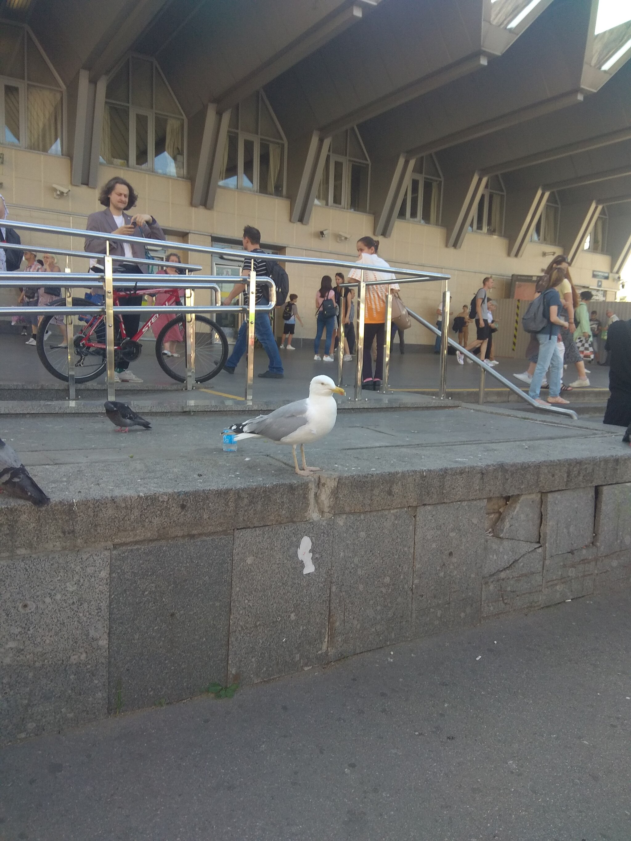 The seagull is not afraid of anyone - My, Birds, Predator birds, Pioneers