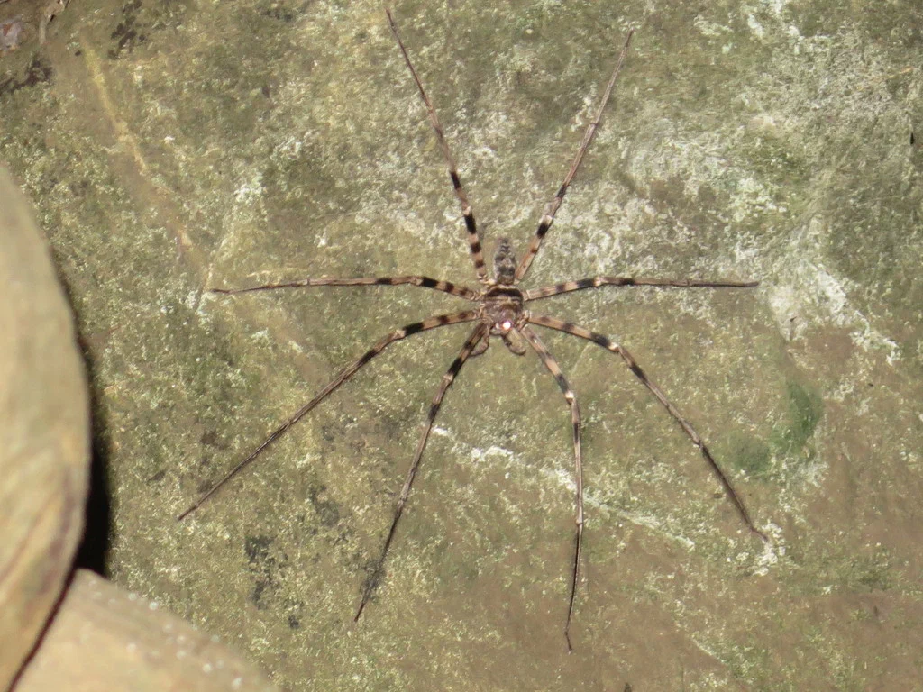 Heteropod maxima: The world's largest spider lives in gloomy caves at the end of the world. Just like in the movies! - Spider, Animal book, Yandex Zen, Longpost