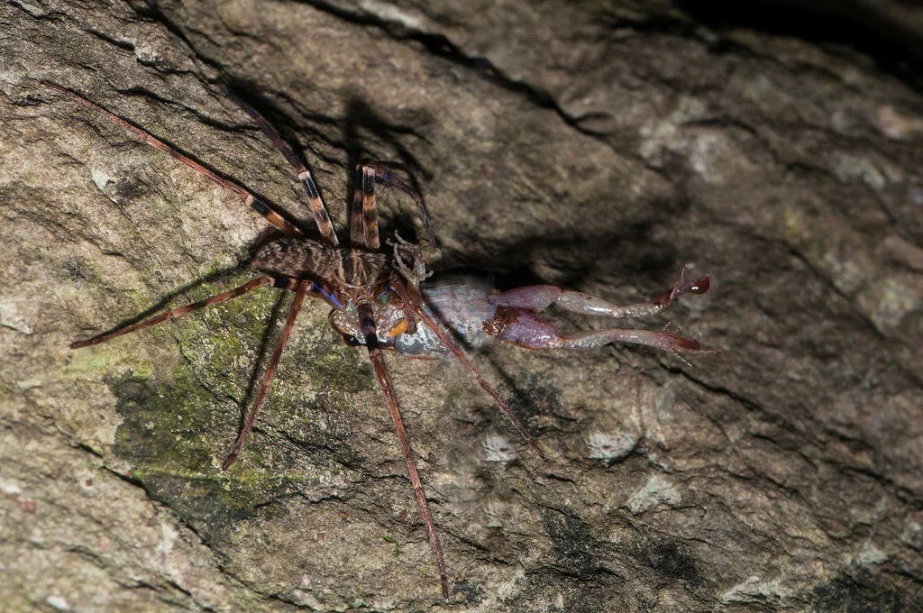 Heteropod maxima: The world's largest spider lives in gloomy caves at the end of the world. Just like in the movies! - Spider, Animal book, Yandex Zen, Longpost