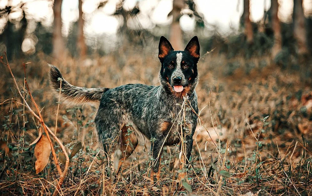 Australian Heeler: Dingo-sheepdog mix becomes one of the best shepherds among dogs - Australian Heeler, Dog, Animal book, Yandex Zen